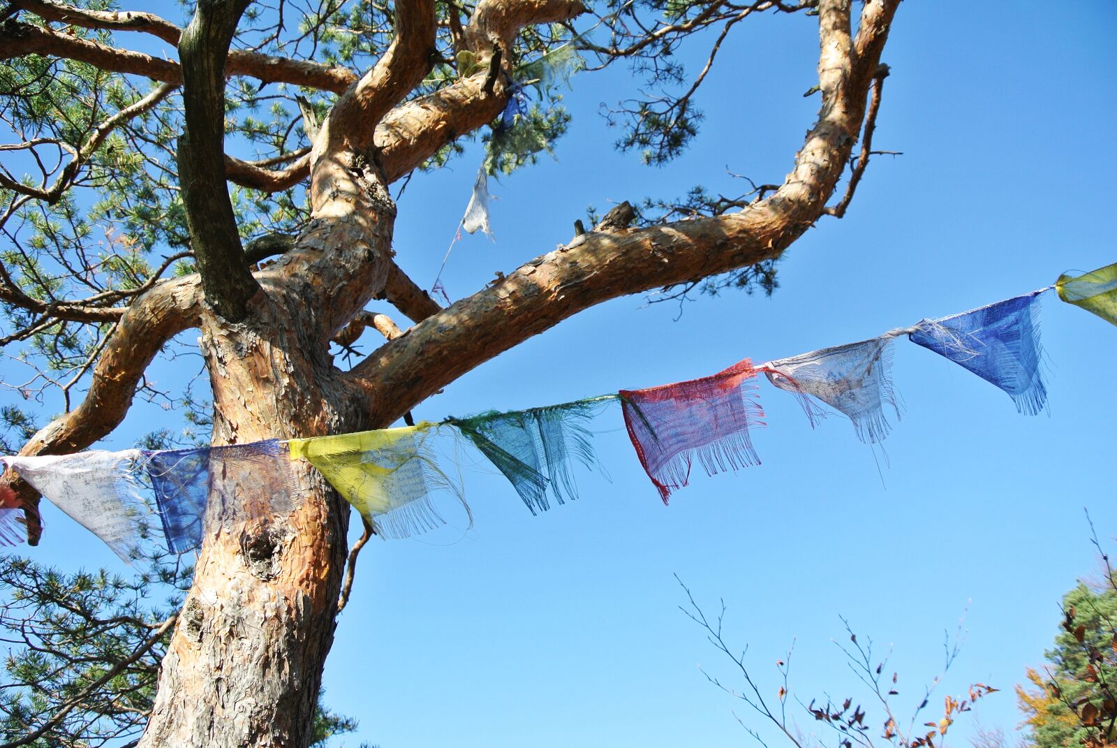 Nikon 1 Nikkor VR 10-30mm F3.5-5.6 sample photo. Pine, flag, nepal photography