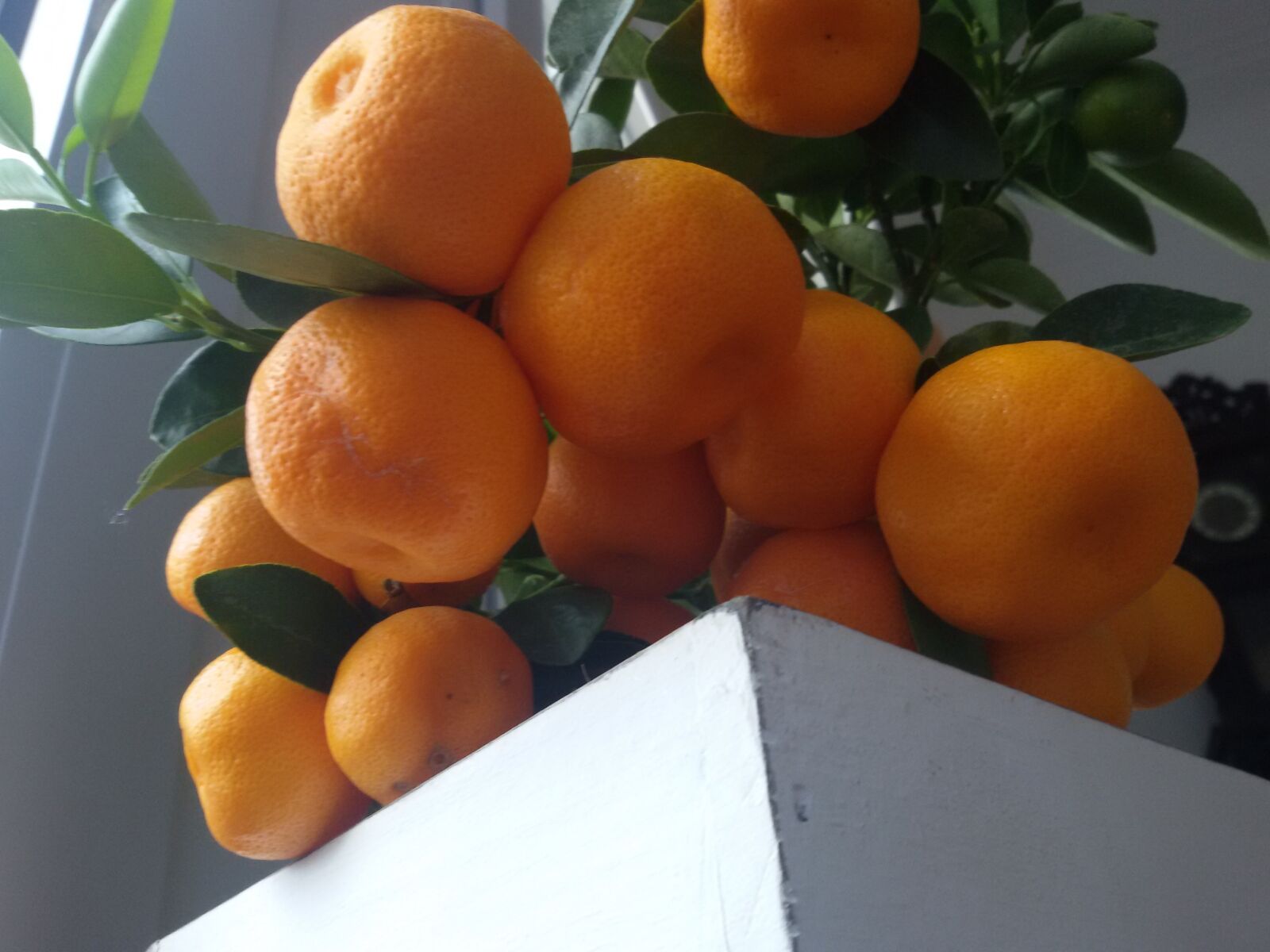 Samsung Galaxy S3 Neo sample photo. Orange tree, oranges, citrus photography