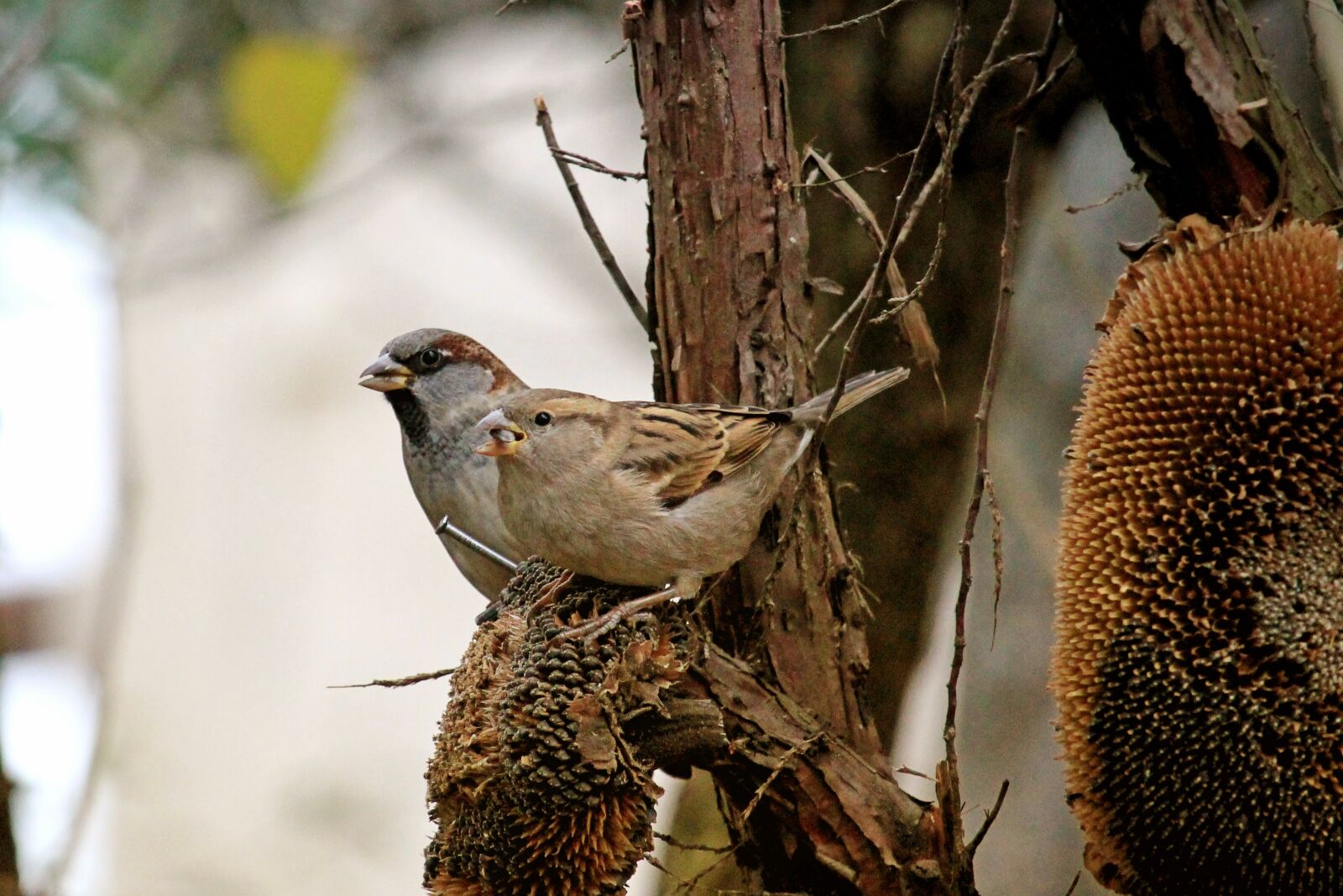 Canon EF-S 55-250mm F4-5.6 IS STM sample photo. Fodder tree, bird, sparrow photography