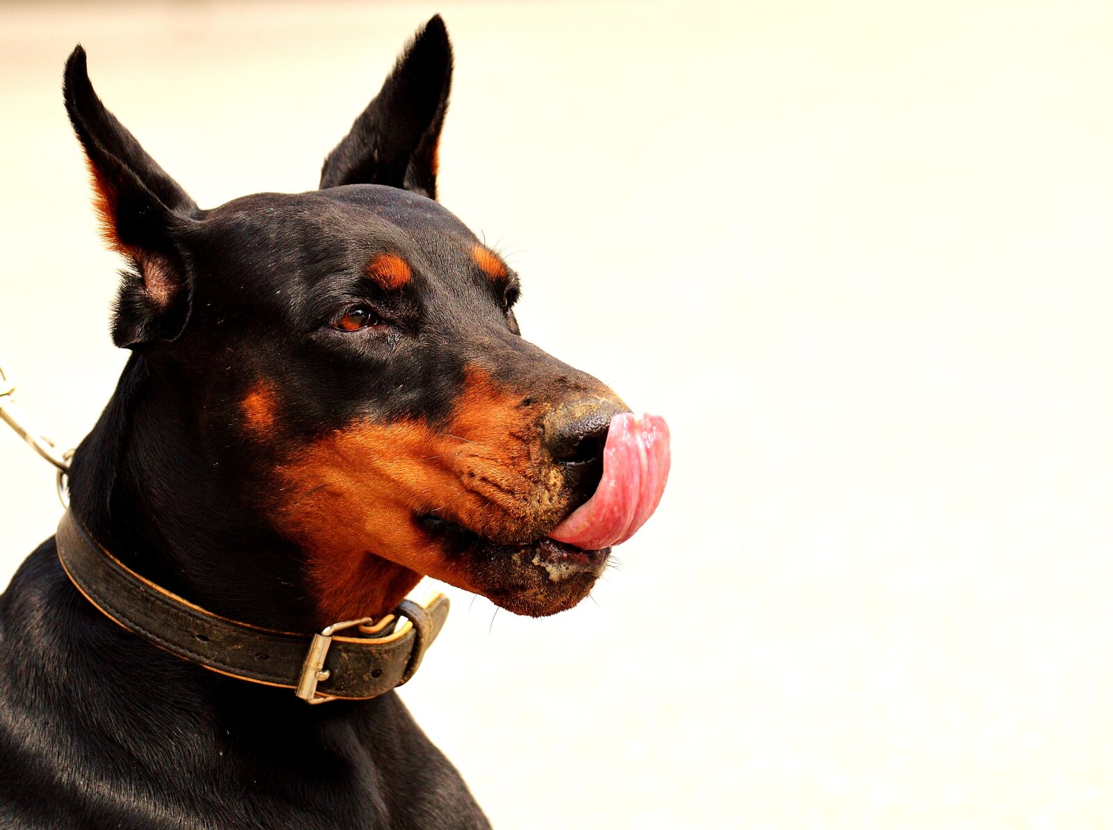 Nikon D3200 sample photo. Doberman, dog, animal world photography