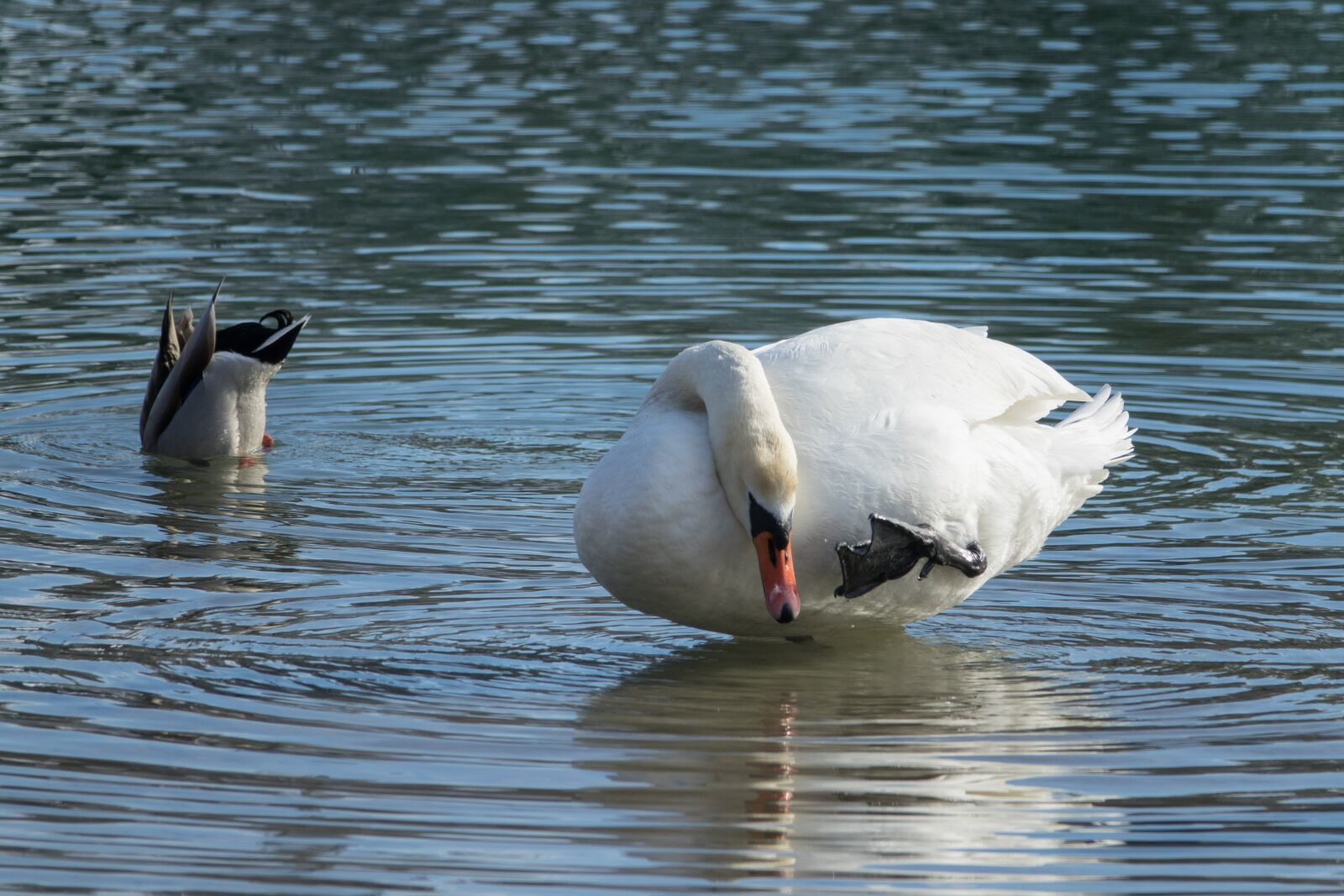Sony Cyber-shot DSC-RX10 III sample photo. Waters, bird, animal world photography