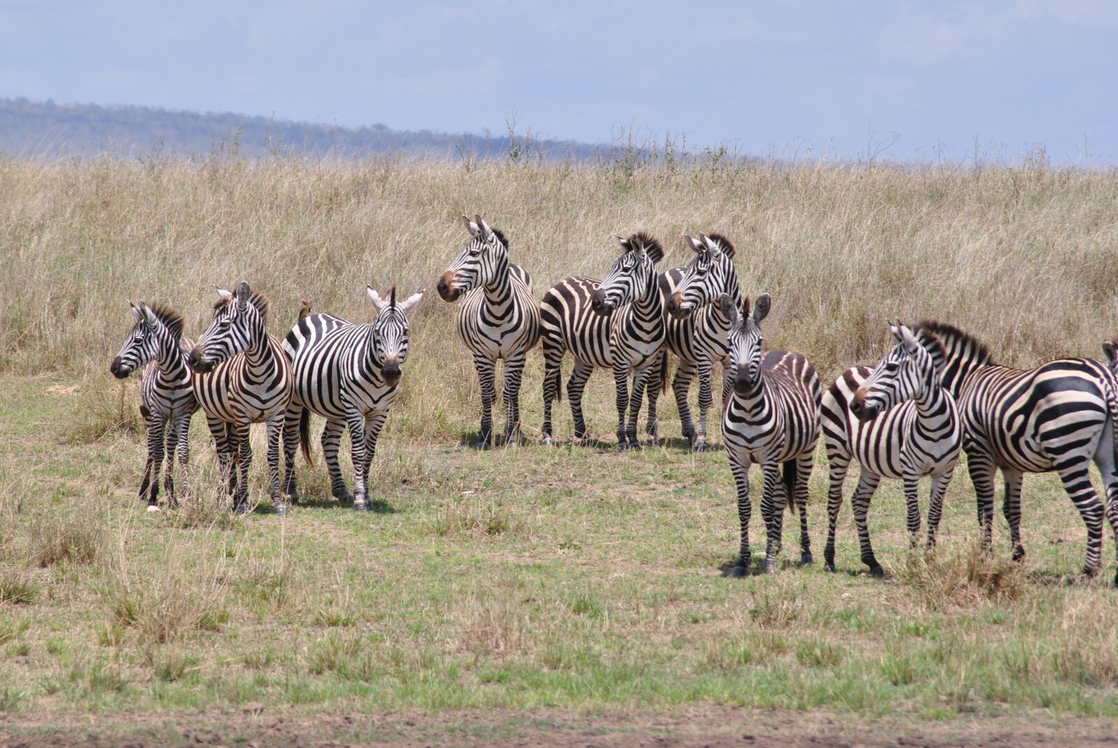 Nikon D3000 sample photo. Africa, tanzania, national park photography