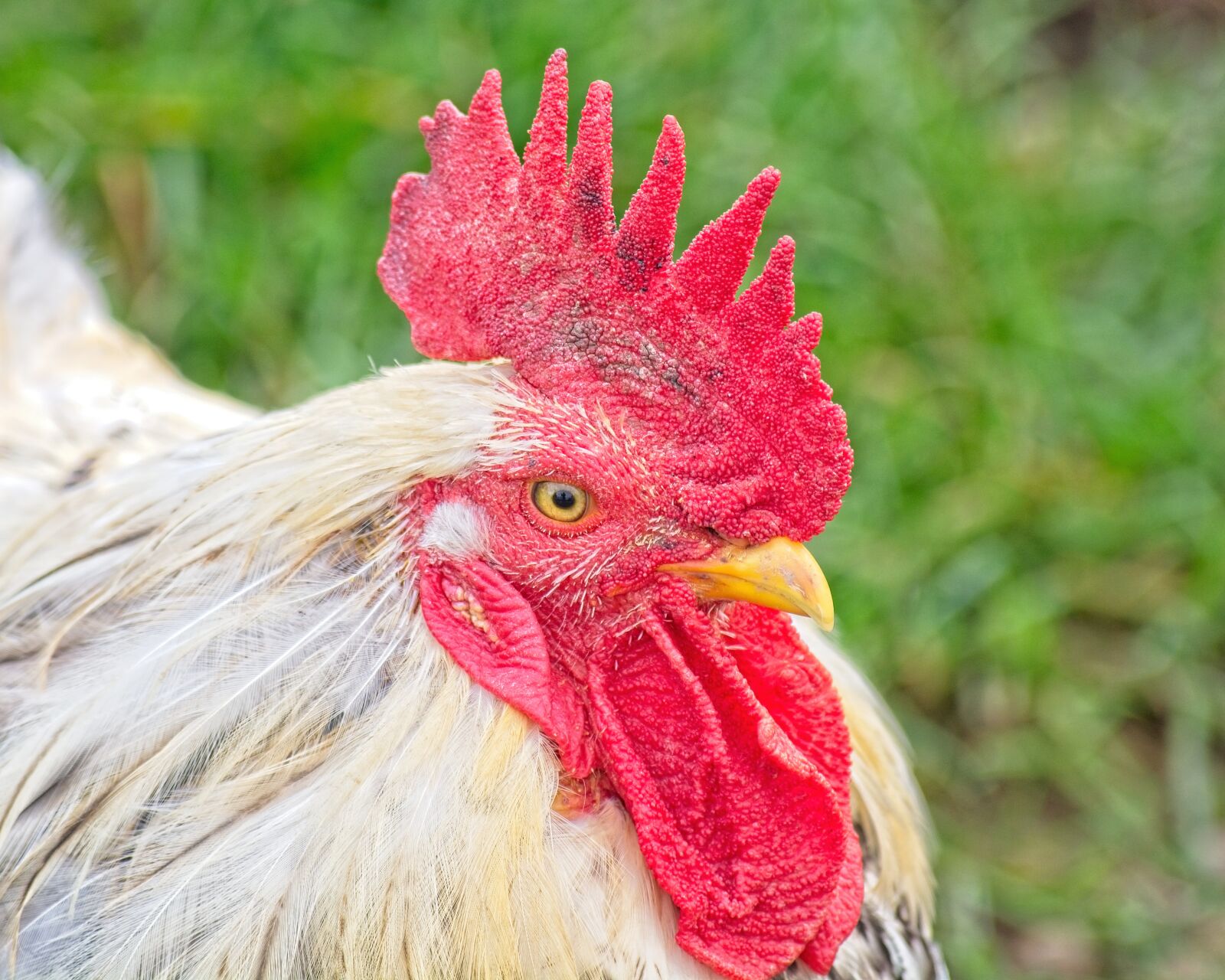 Nikon D7100 sample photo. Hahn, poultry, gockel photography