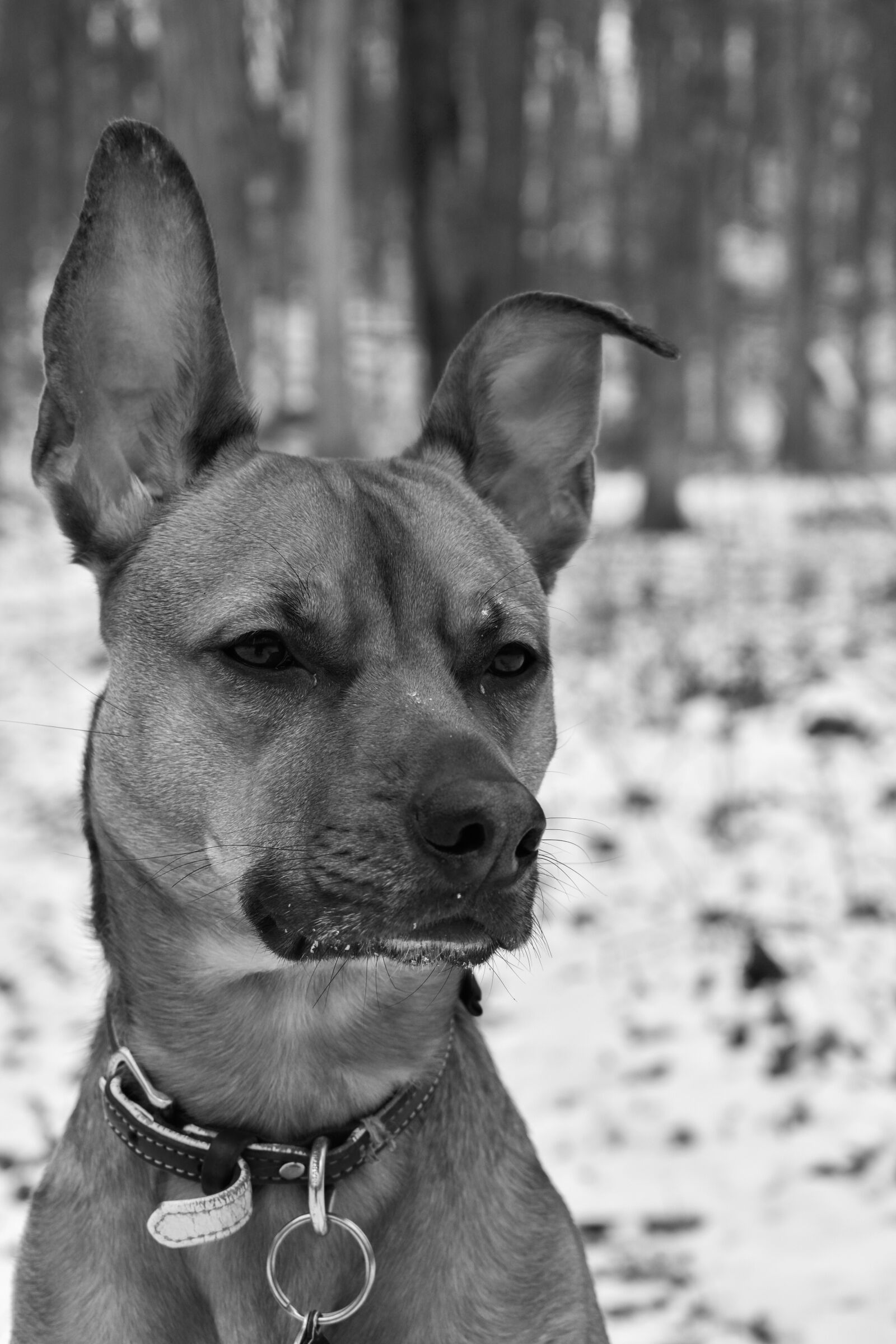 Nikon D3400 sample photo. Dog, forest, snow photography