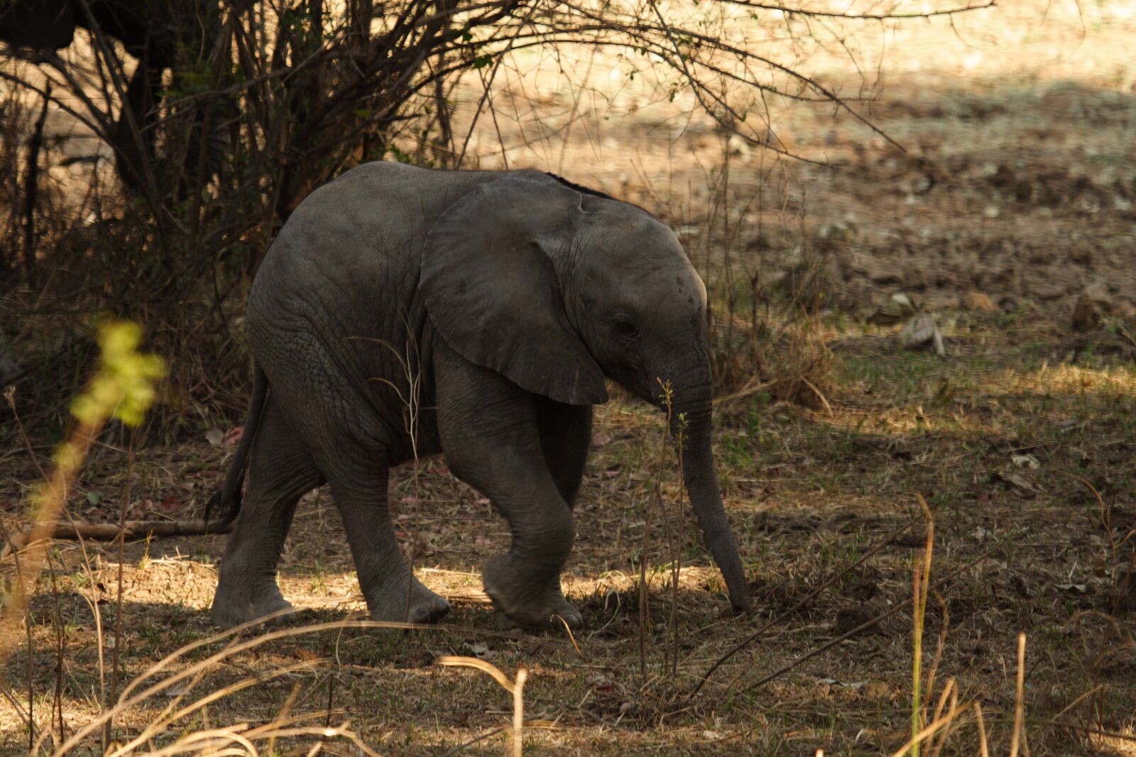 Canon EOS 350D (EOS Digital Rebel XT / EOS Kiss Digital N) sample photo. Baby, elephant, zambia photography