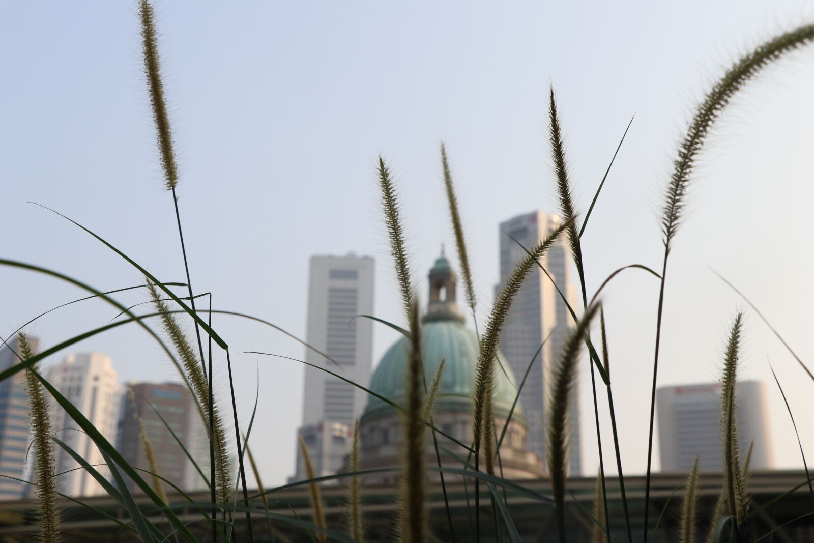 Canon EF-S 18-135mm F3.5-5.6 IS USM sample photo. City, grass, green photography