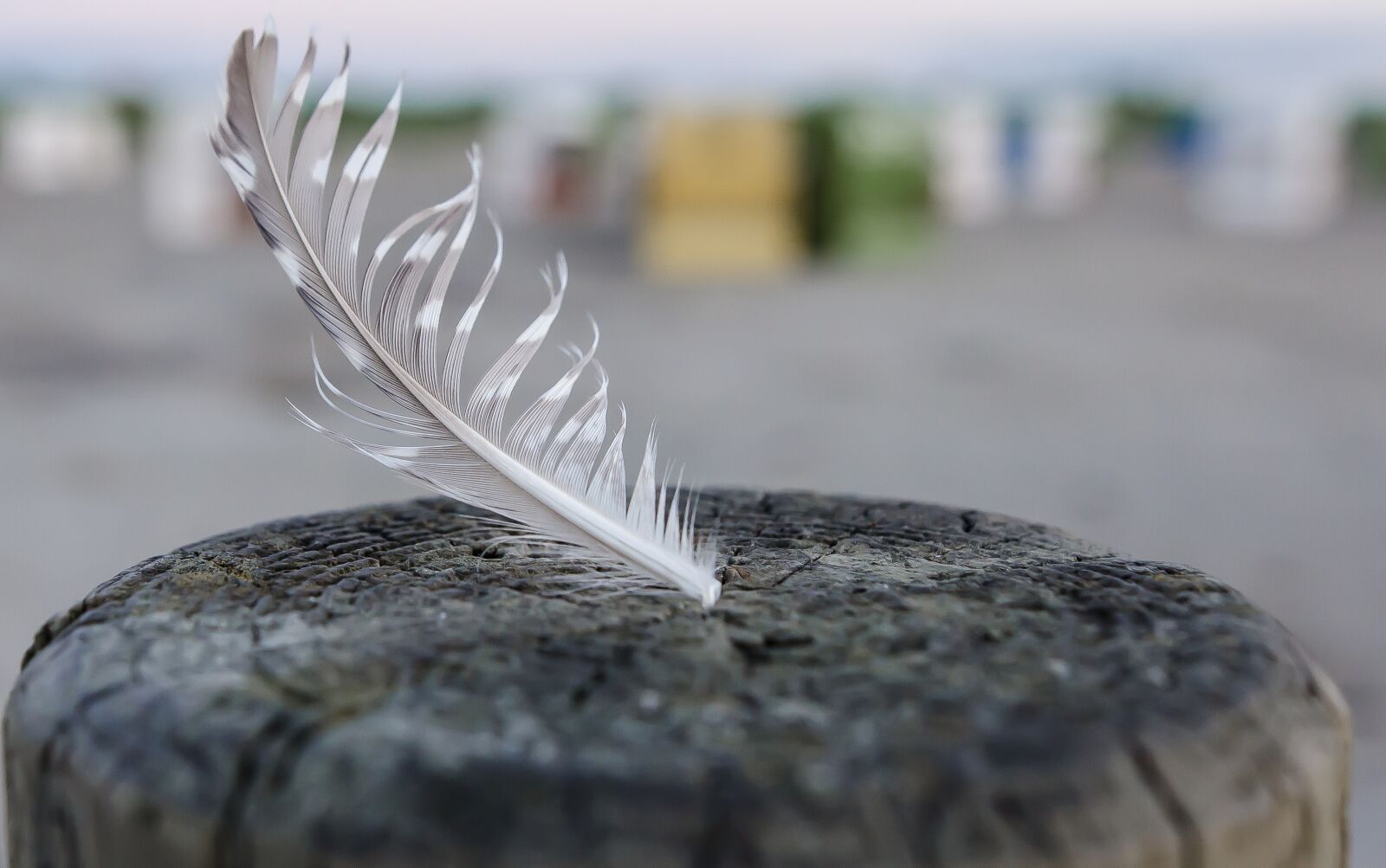 Nikon D5100 sample photo. Feather, bird feather, close photography