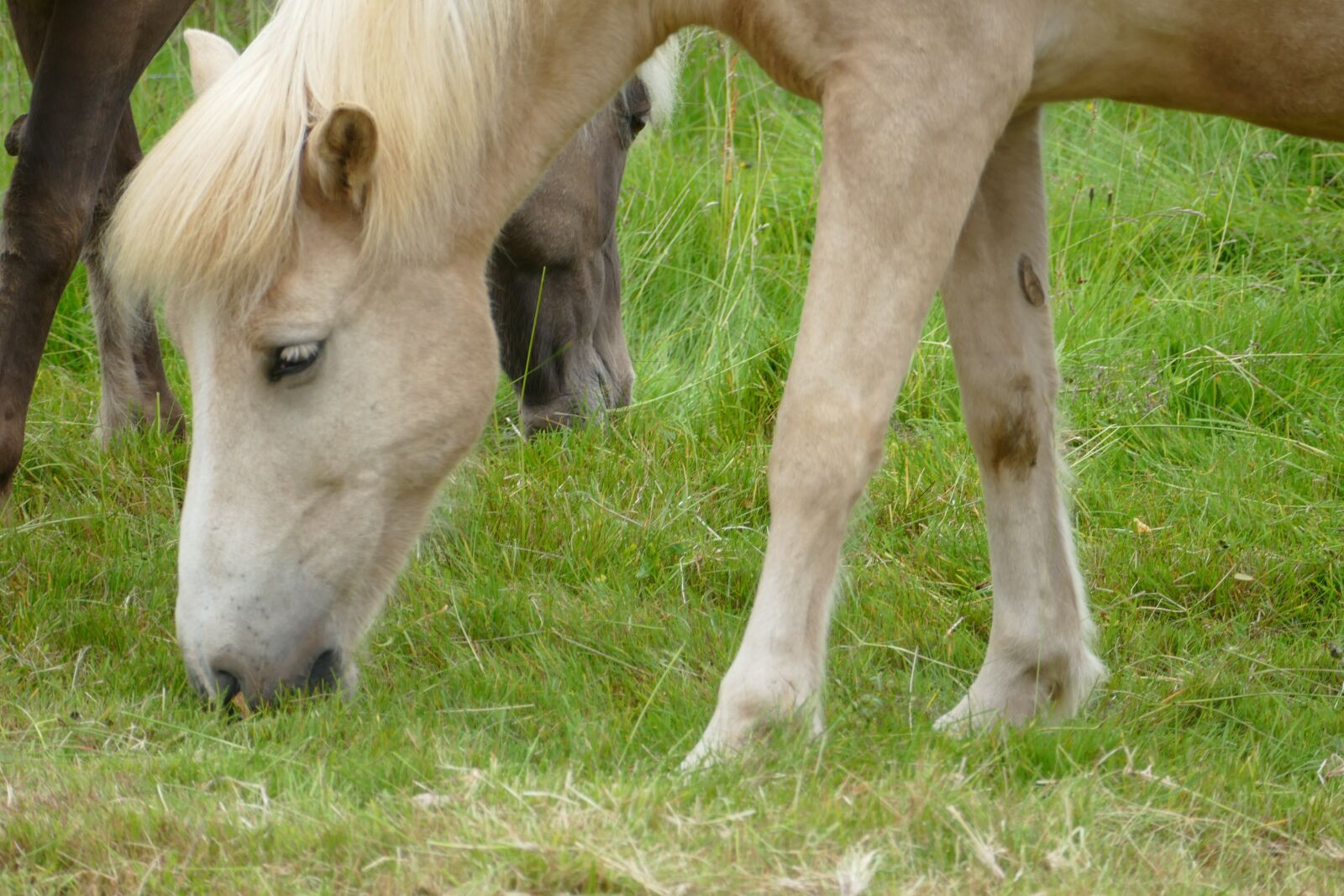 Panasonic Lumix DMC-FZ1000 sample photo. Horse, iceland, iceland horse photography