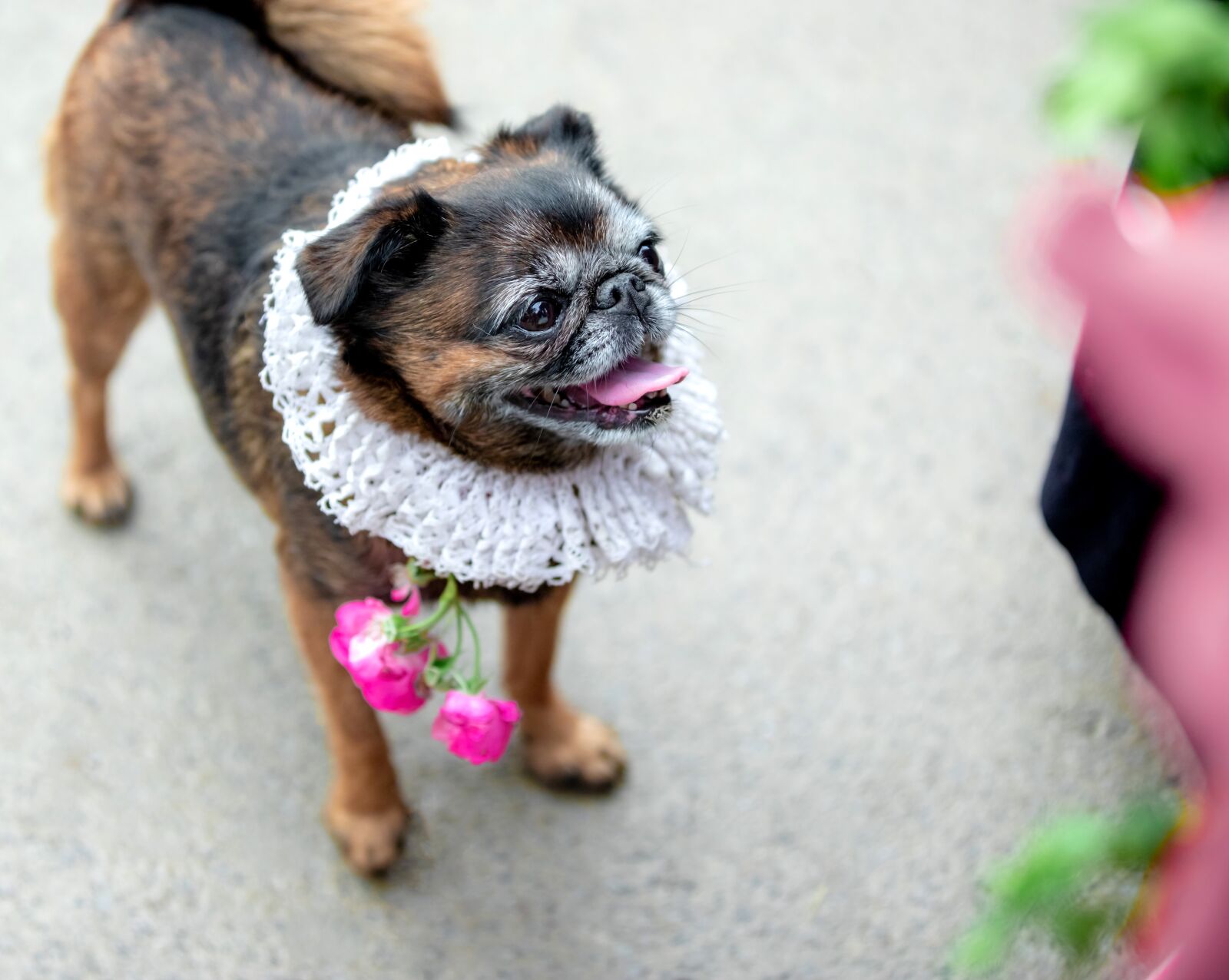 Canon EOS 6D Mark II + Canon EF 70-200mm F2.8L IS II USM sample photo. Sabaki, man's best friend photography