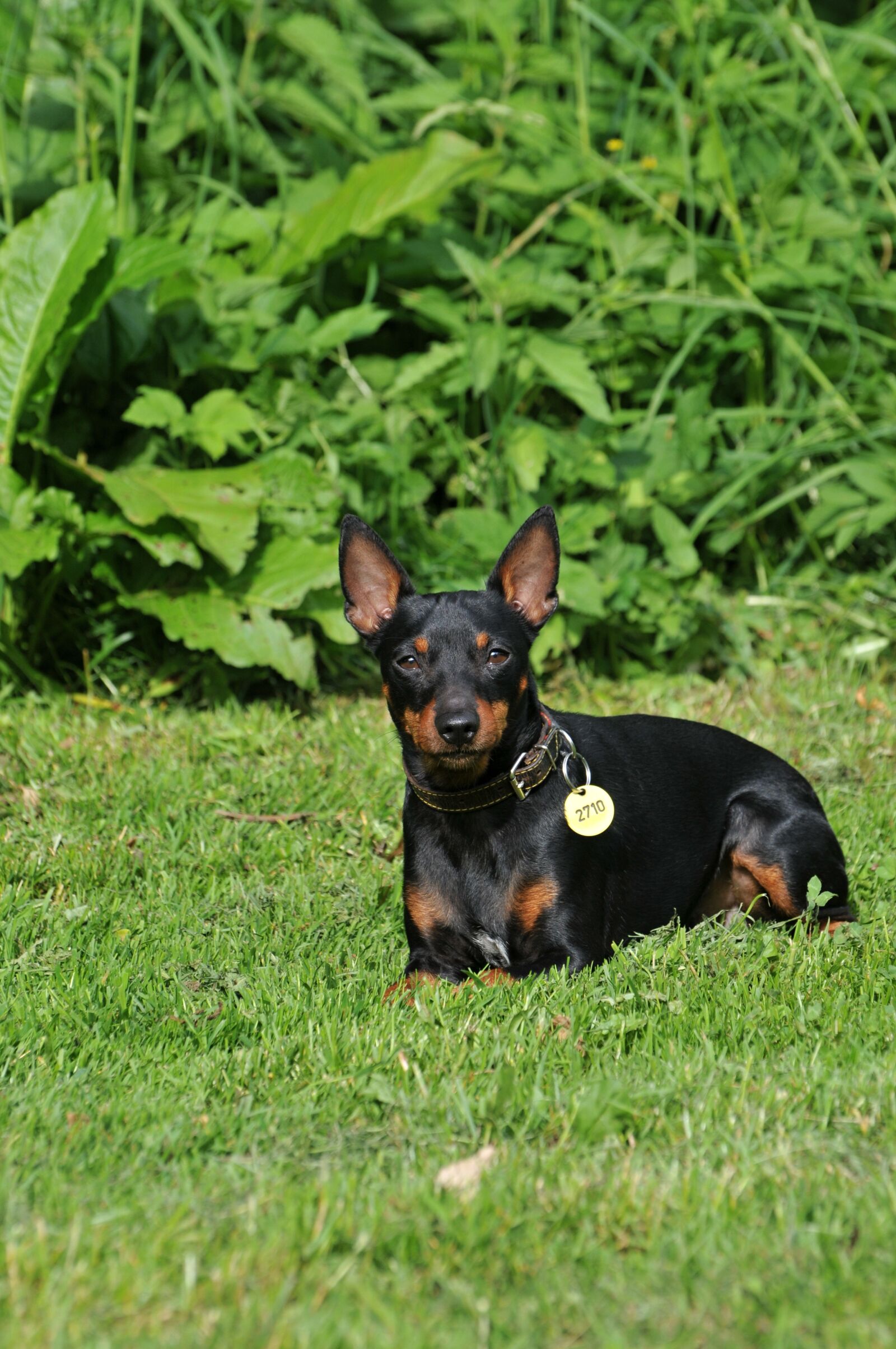 Nikon D300 sample photo. Dog, black dog, animal photography