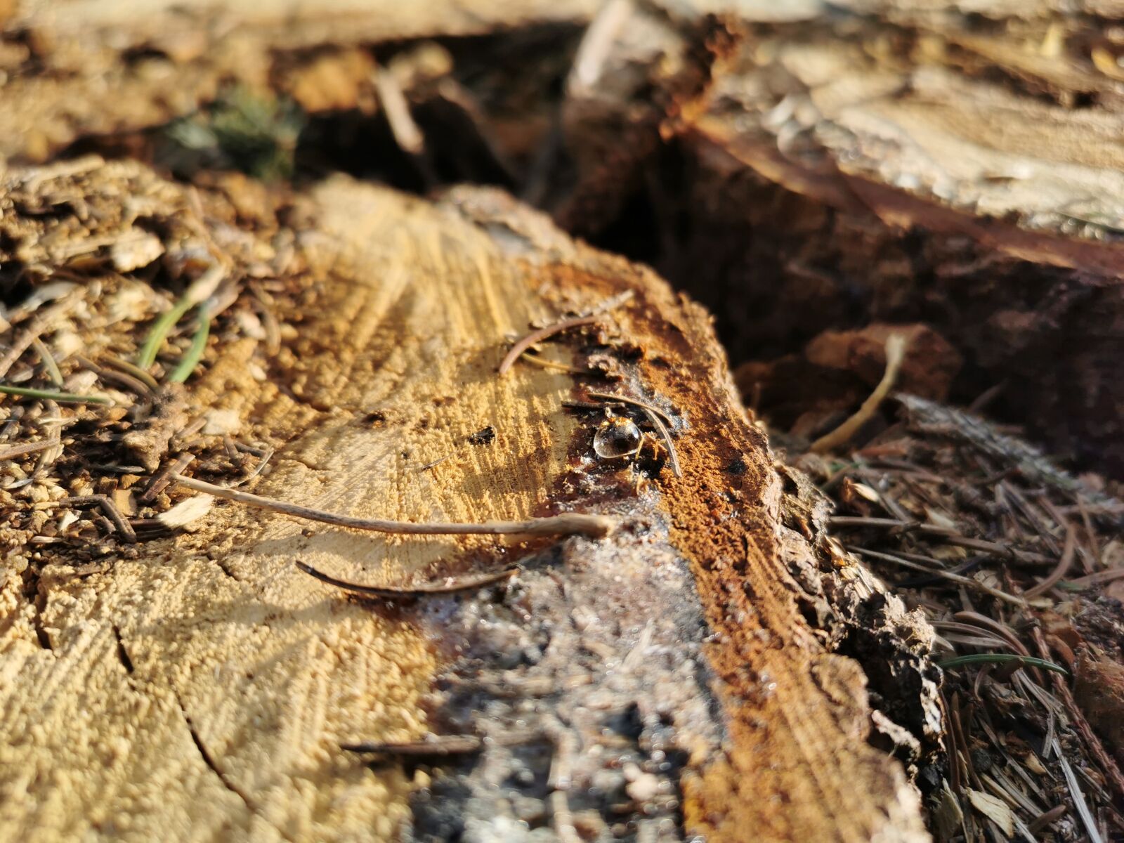 HUAWEI P30 sample photo. Log, resin, tree photography