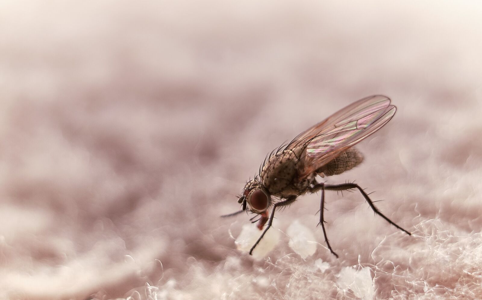 Fujifilm XF 18-55mm F2.8-4 R LM OIS sample photo. Fly, close up, insect photography