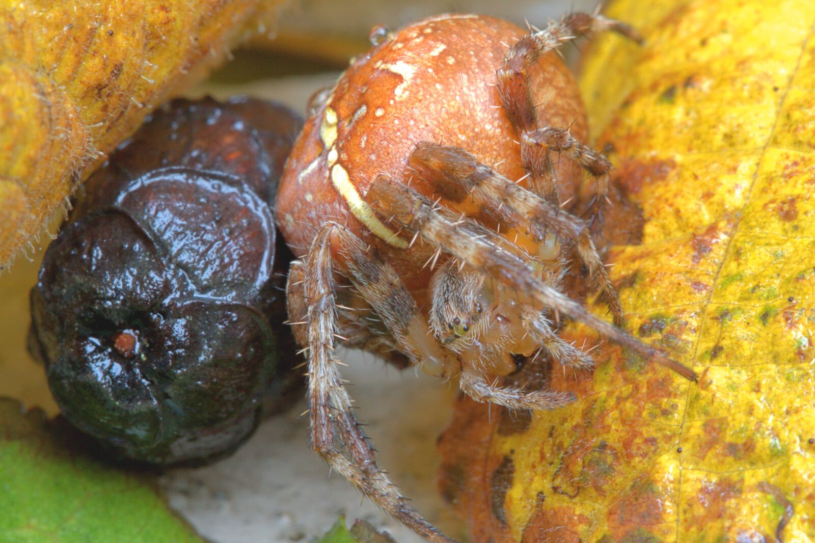 Canon EOS 1000D (EOS Digital Rebel XS / EOS Kiss F) sample photo. Spider, macro, insect photography