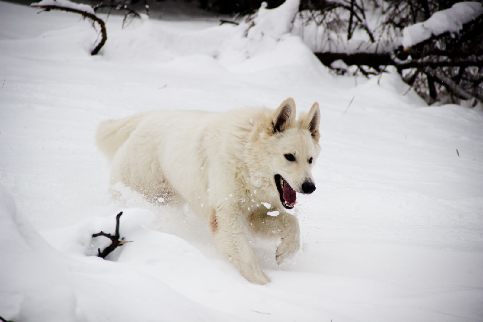 Canon EF-S 18-135mm F3.5-5.6 IS sample photo. Animal, dog, snow, winter photography
