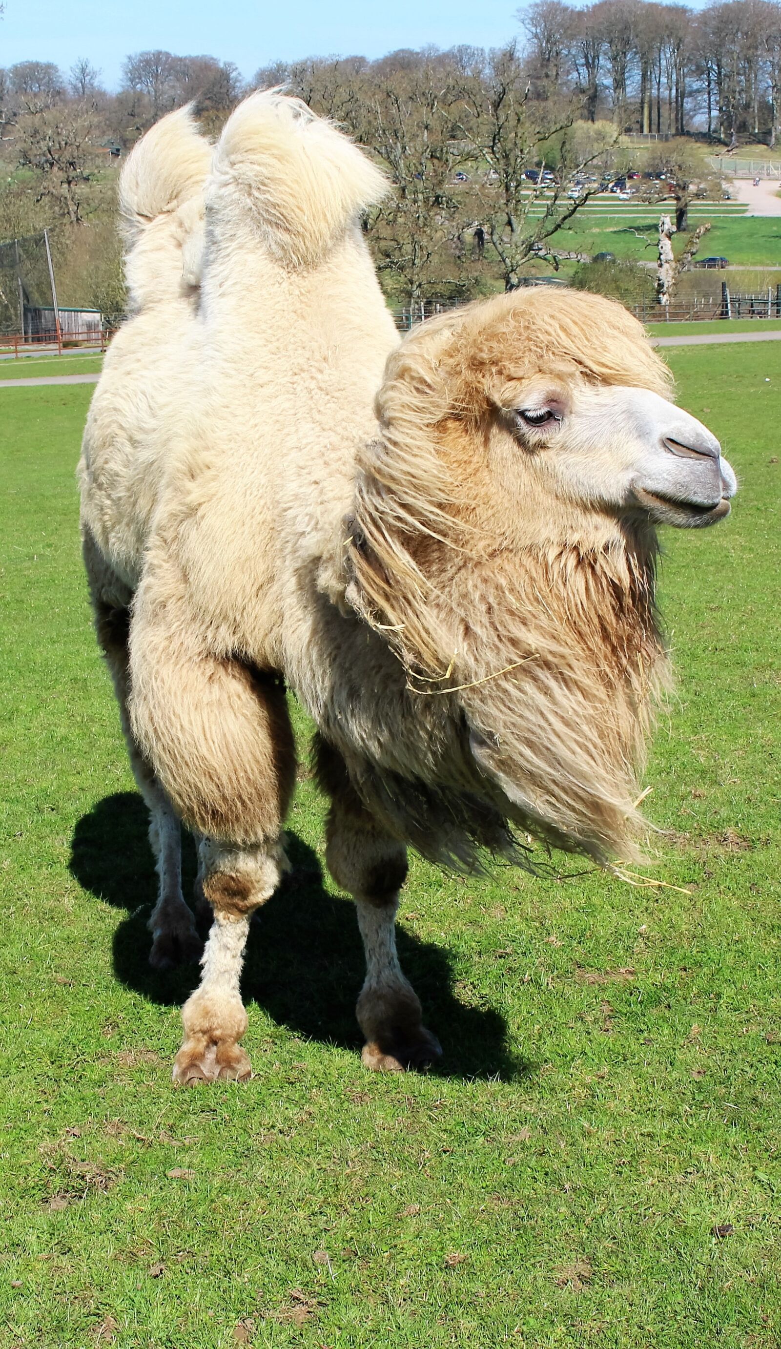 Canon EOS 100D (EOS Rebel SL1 / EOS Kiss X7) sample photo. Camel, hump, safari photography