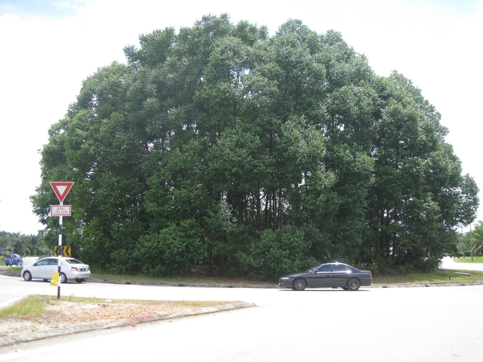 Canon DIGITAL IXUS 960 IS sample photo. Malasia, tree near airport photography