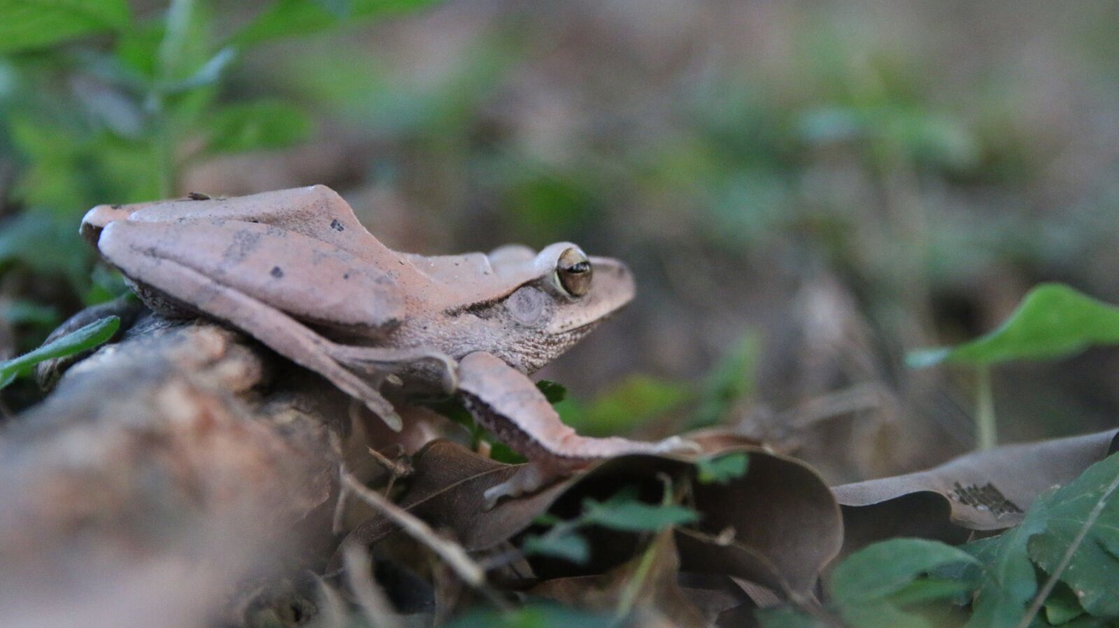 Canon EOS 70D + Canon EF 24-70mm F2.8L II USM sample photo. Animal, frog, natural photography
