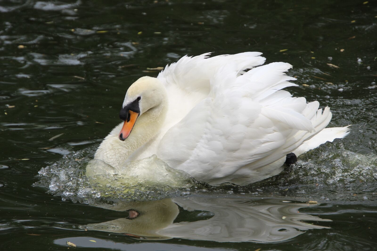Canon EOS 600D (Rebel EOS T3i / EOS Kiss X5) sample photo. Bird, water bird, swan photography