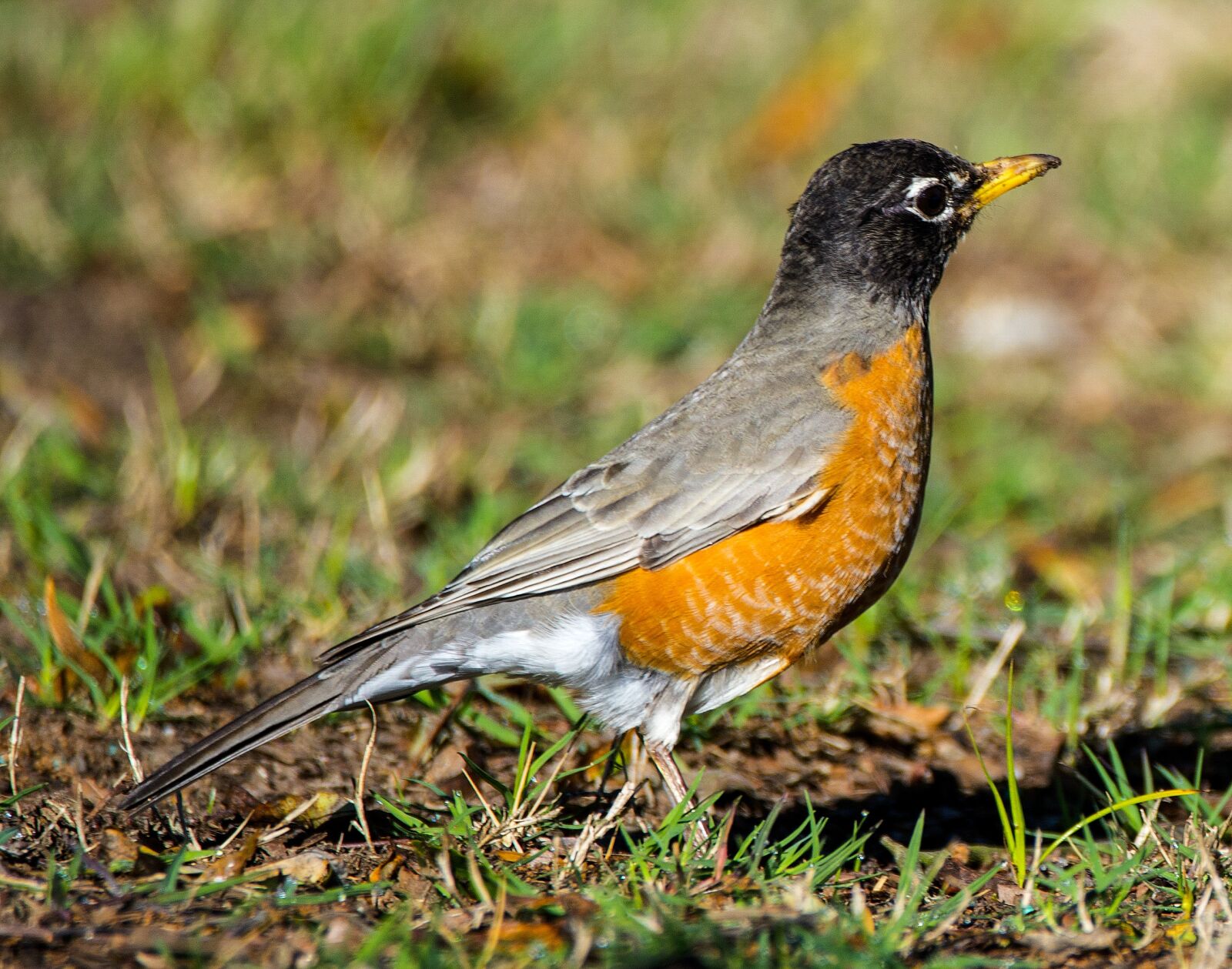 Nikon D610 sample photo. Bird, animal, wildlife photography