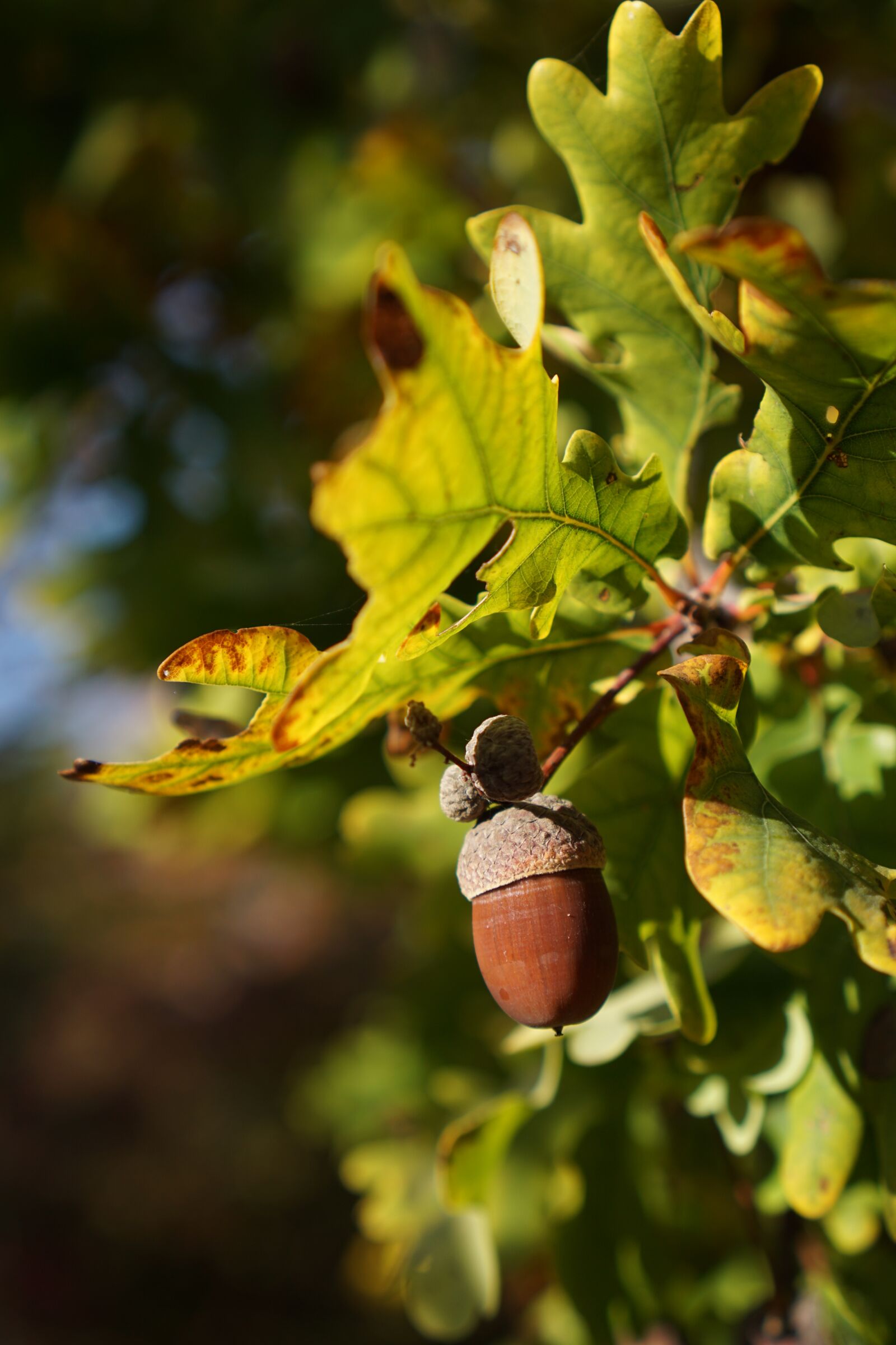Sony a6000 + Sony E 35mm F1.8 OSS sample photo. Oak, quercus, acorn photography