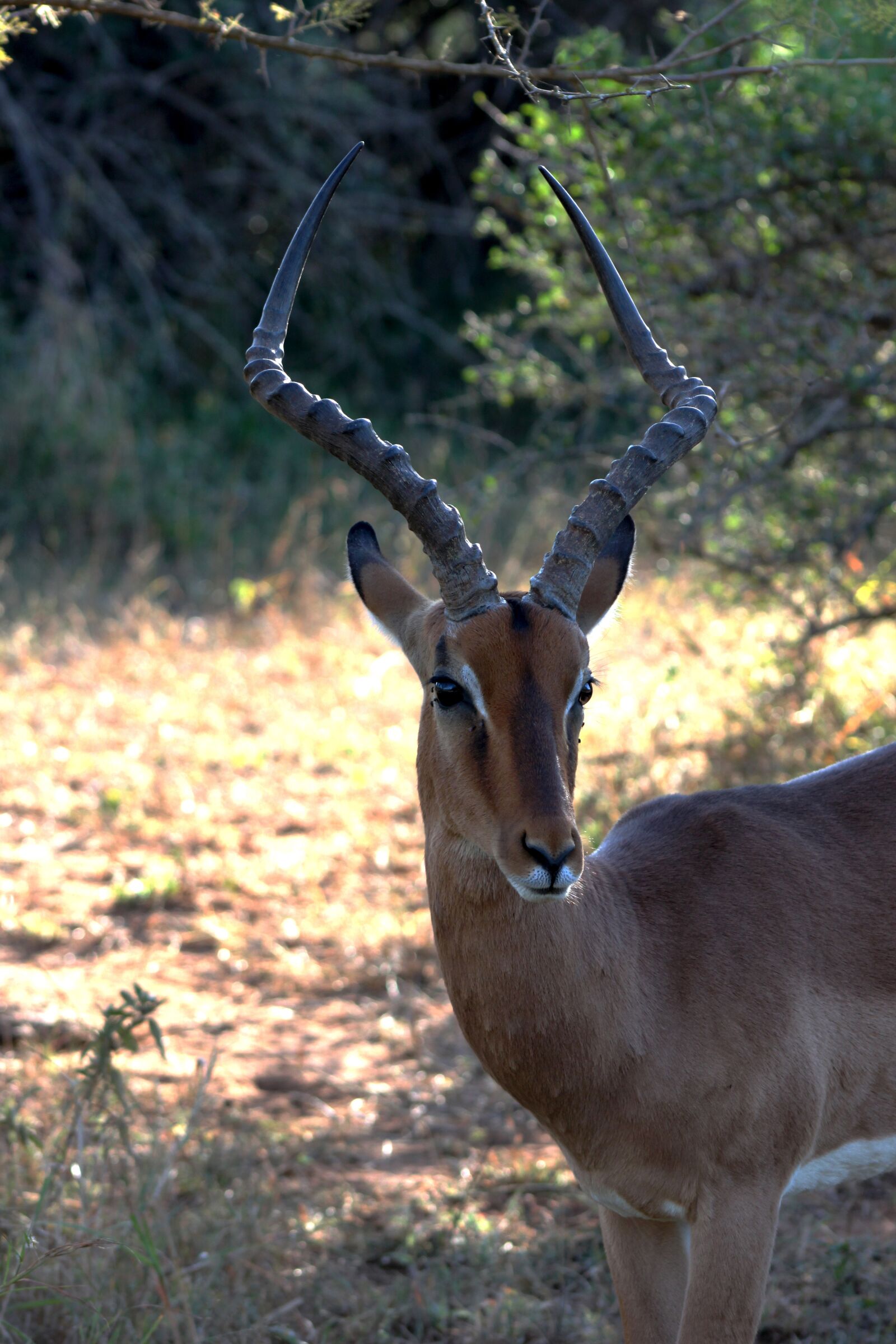 Canon EOS 500D (EOS Rebel T1i / EOS Kiss X3) sample photo. Impala, africa, safari photography
