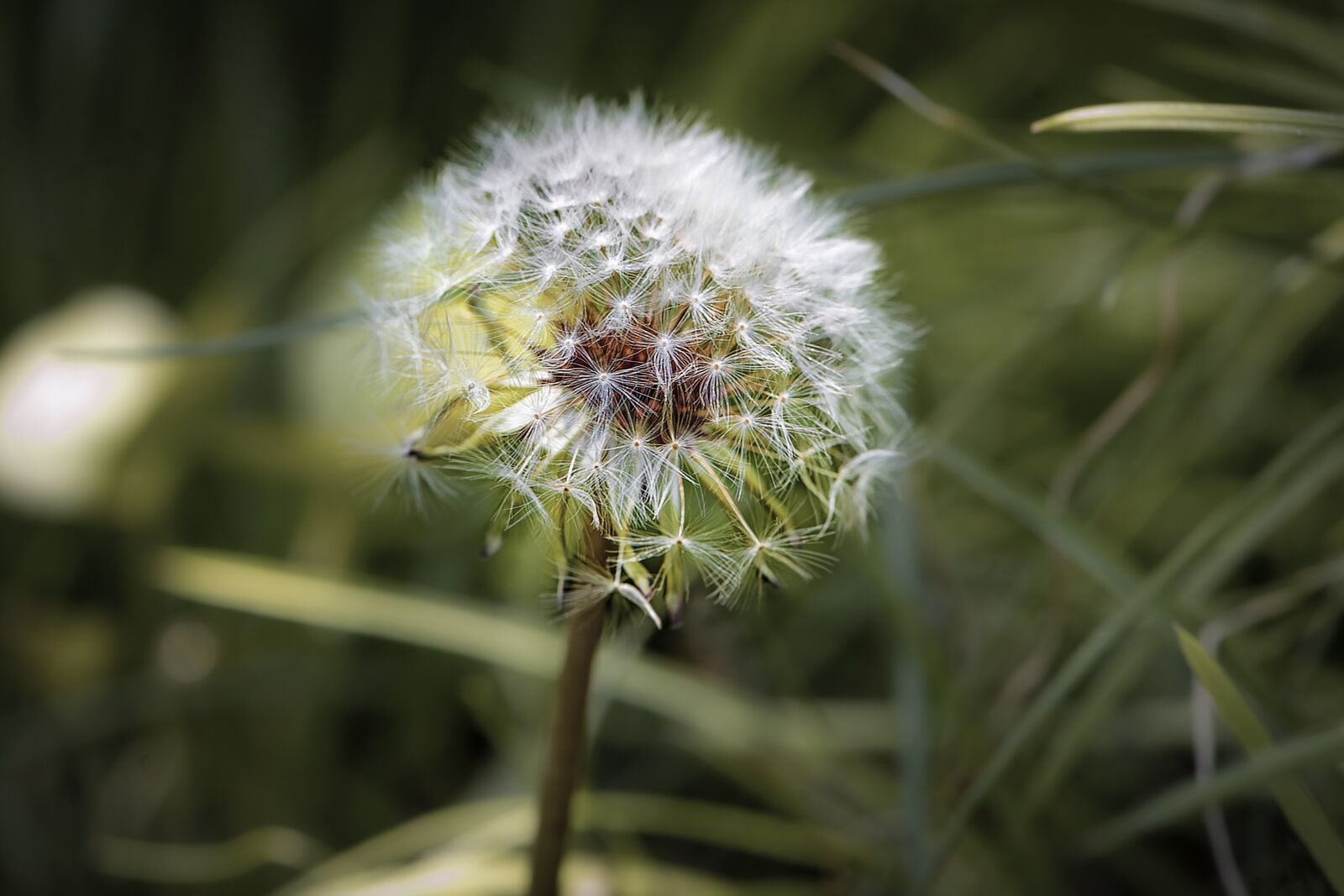 Nikon D3S sample photo. Flower, dandelion, nature photography