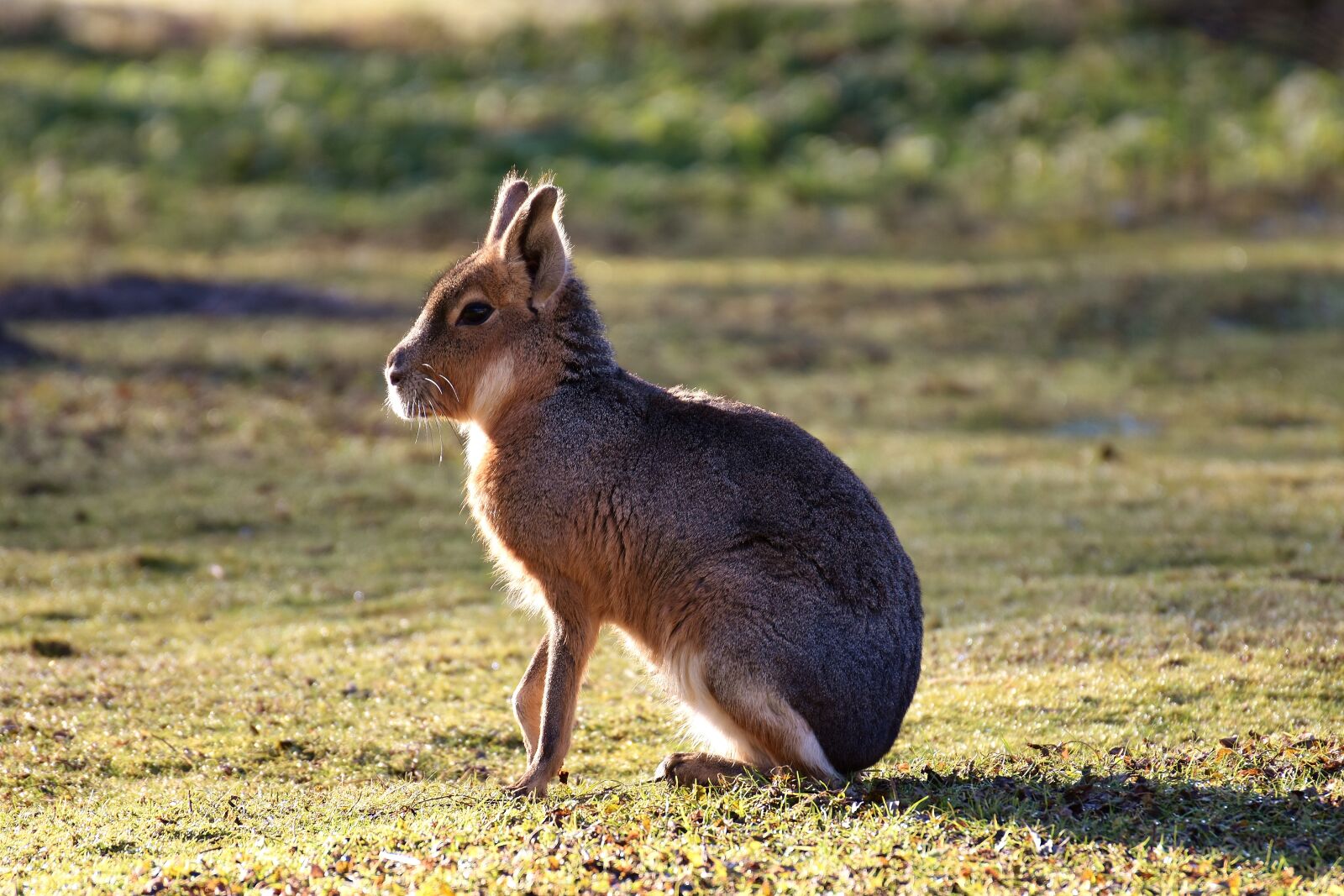 Nikon D7200 sample photo. Pampashase, wild animal, cute photography