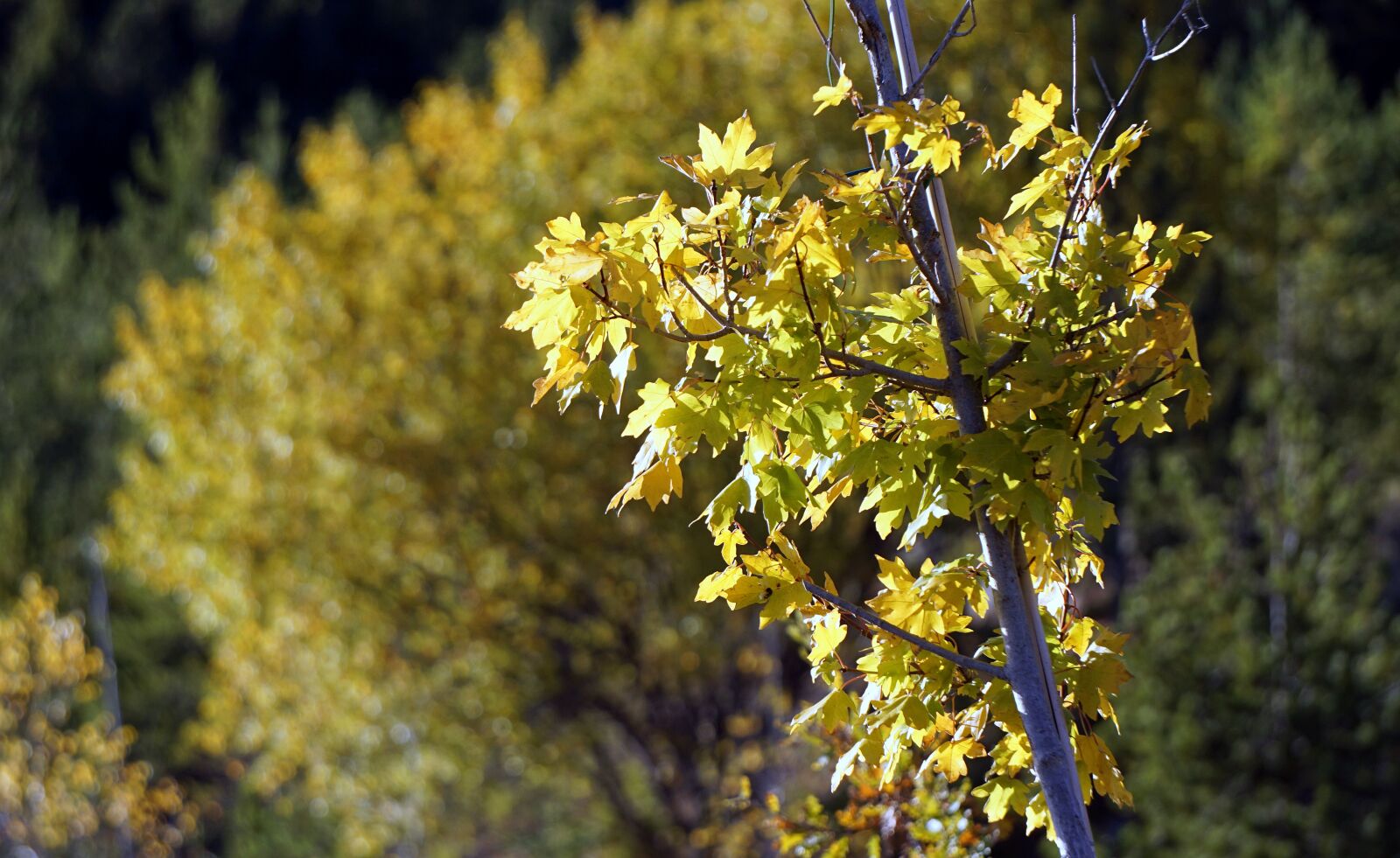 Sony E 55-210mm F4.5-6.3 OSS sample photo. Trees, leaves, yellow leaves photography