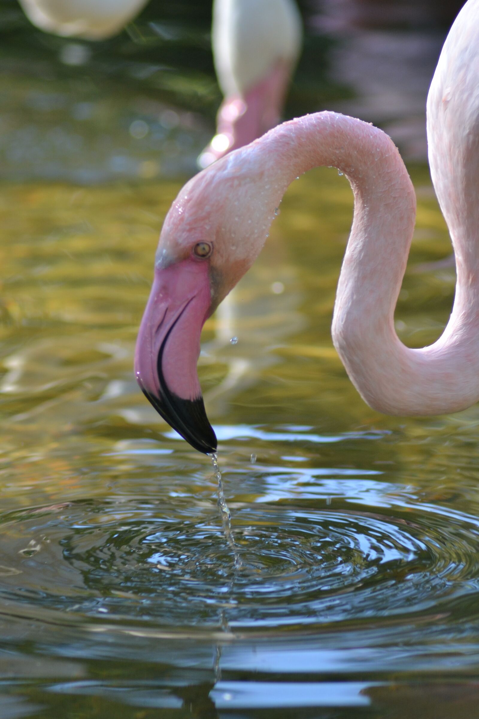 Nikon D3100 sample photo. Flamingo, africa, water photography