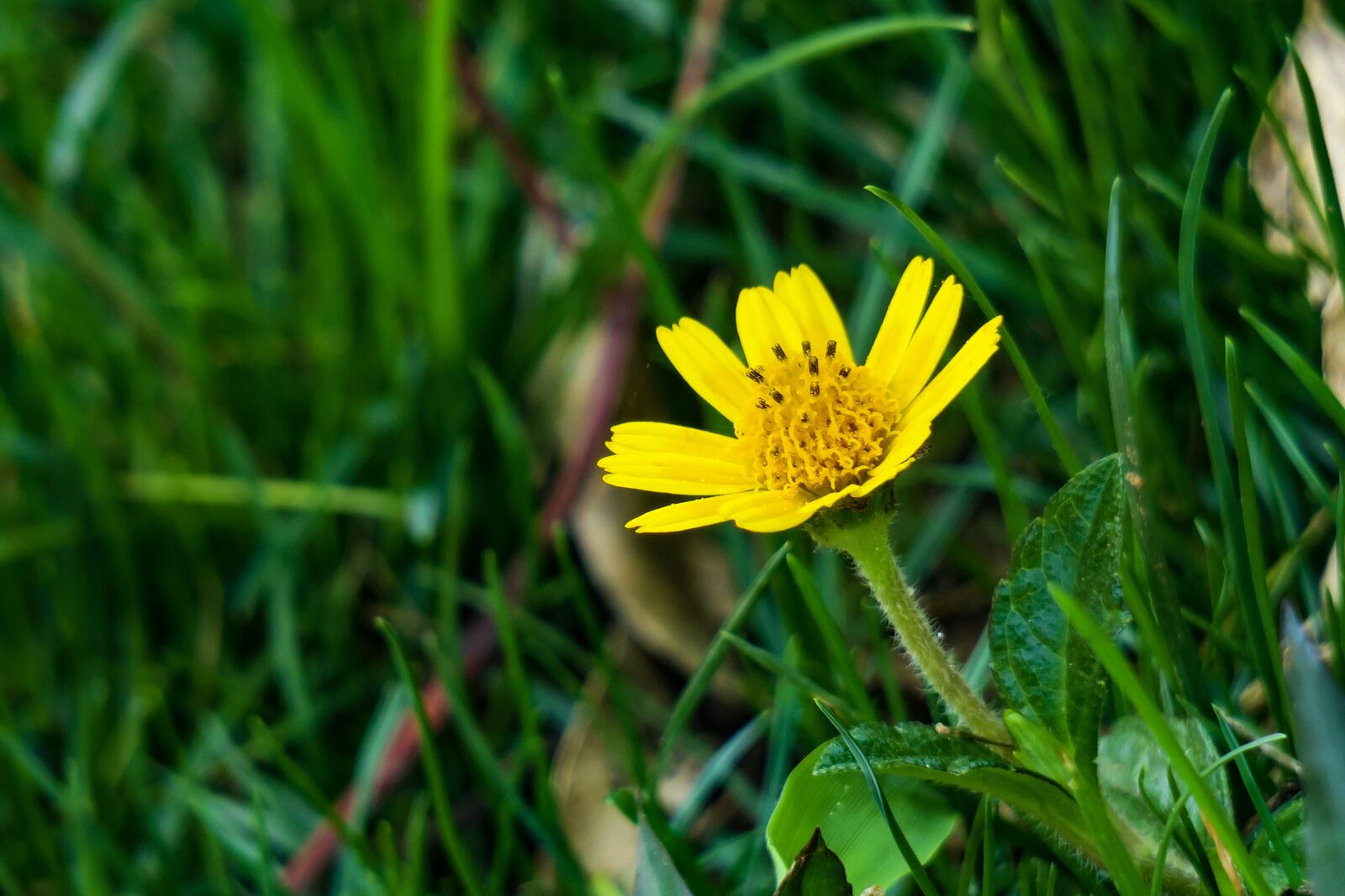 Canon PowerShot G3 X sample photo. Wedelia, nature, flower photography