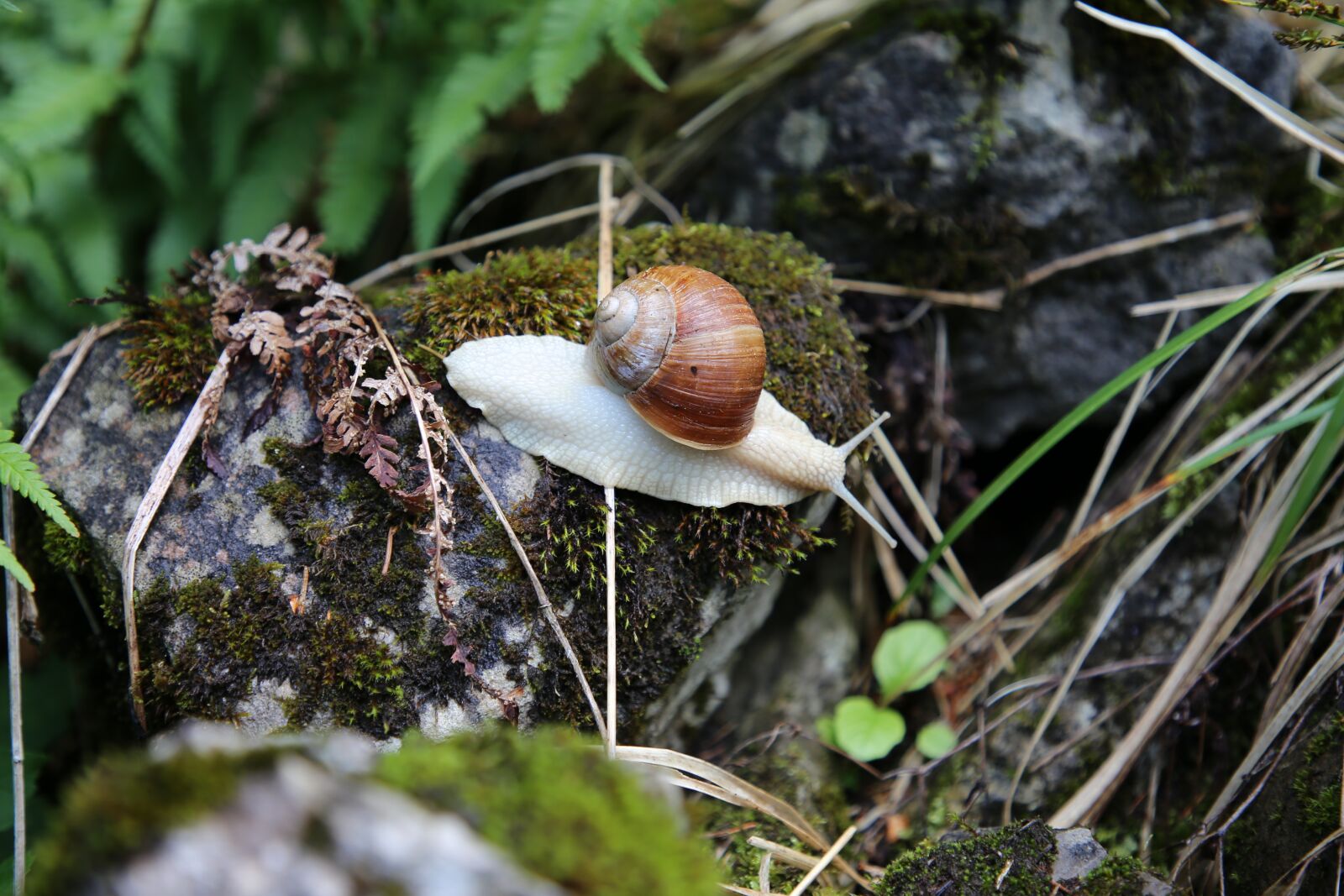 Canon EOS 6D sample photo. Snail, shell, reptile photography