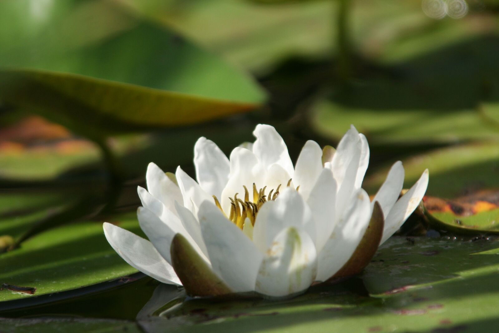 Canon EOS 350D (EOS Digital Rebel XT / EOS Kiss Digital N) sample photo. Water lily, white, flower photography