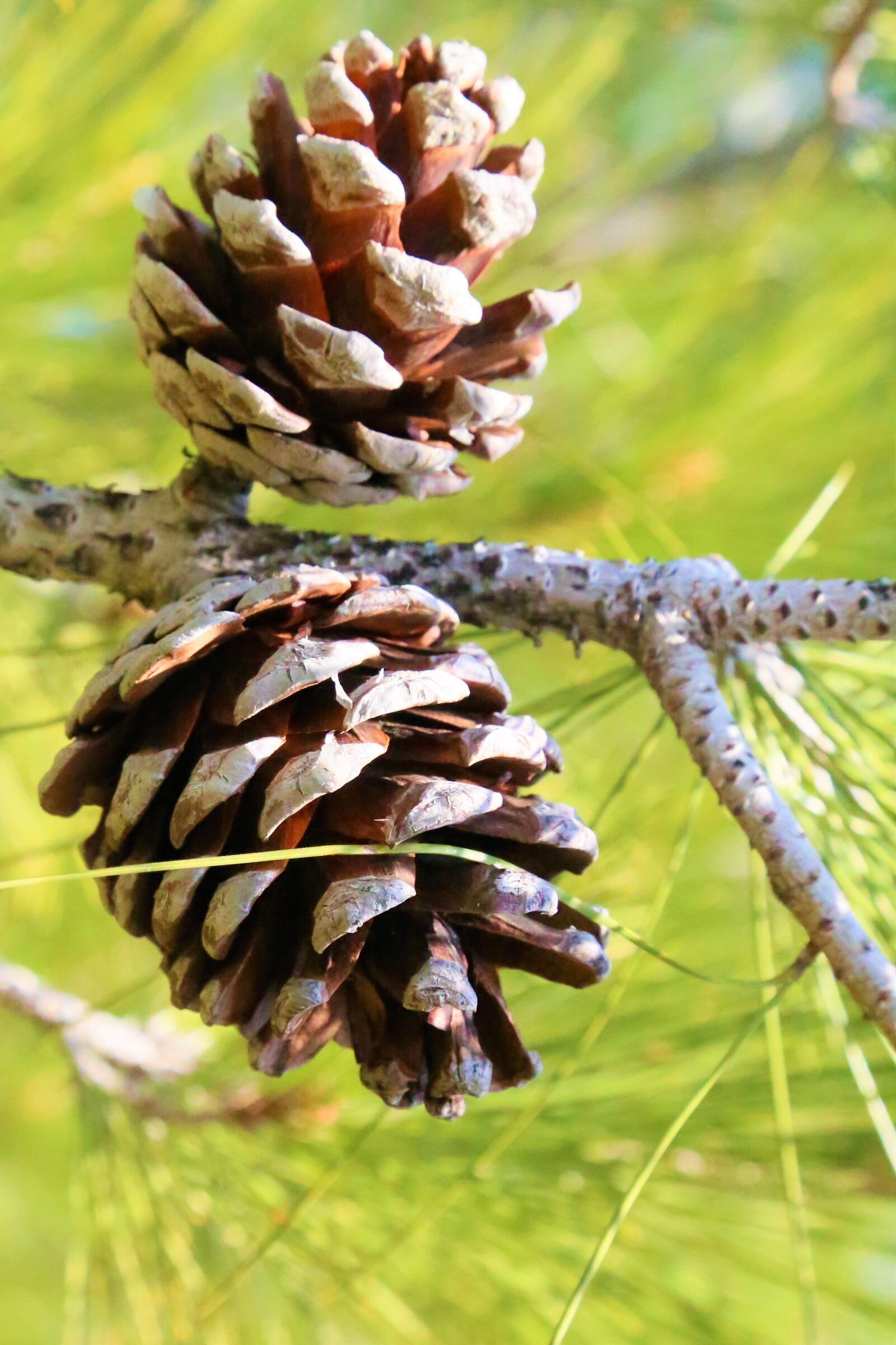 Canon EF 24-105mm F4L IS USM sample photo. Cocoon, pine, nature photography
