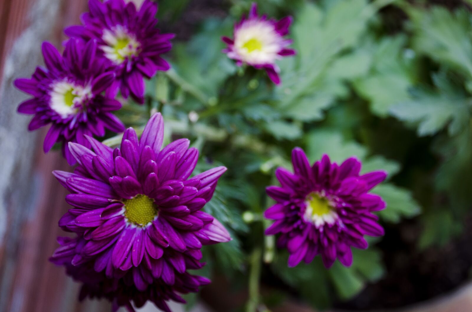 Nikon D5100 sample photo. Chrysanthemums, flower, garden photography