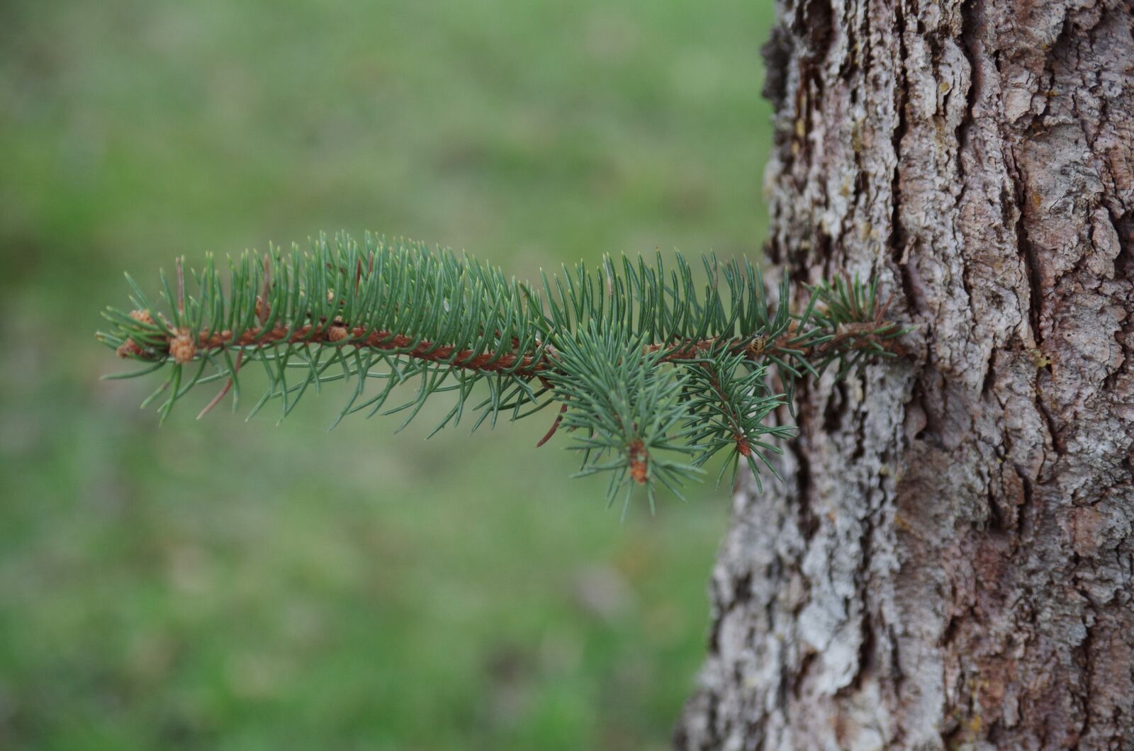 Pentax K-500 sample photo. Tree, needles, branch photography