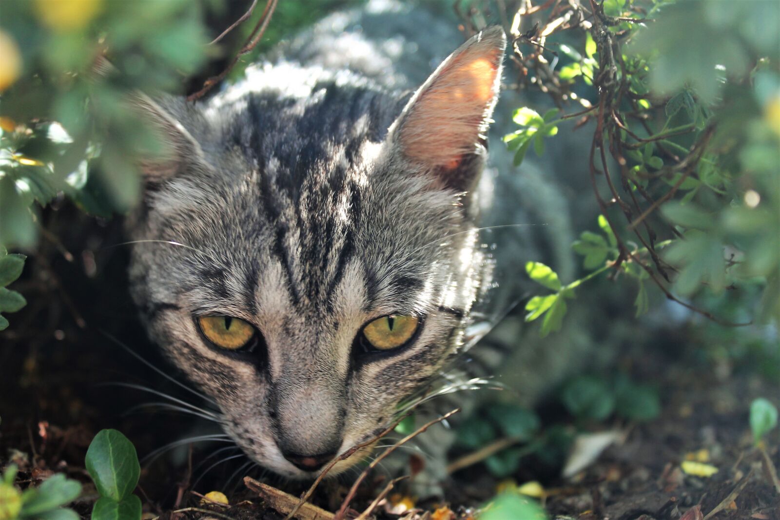 Canon EOS 1100D (EOS Rebel T3 / EOS Kiss X50) sample photo. Cat, grey, mackerel photography