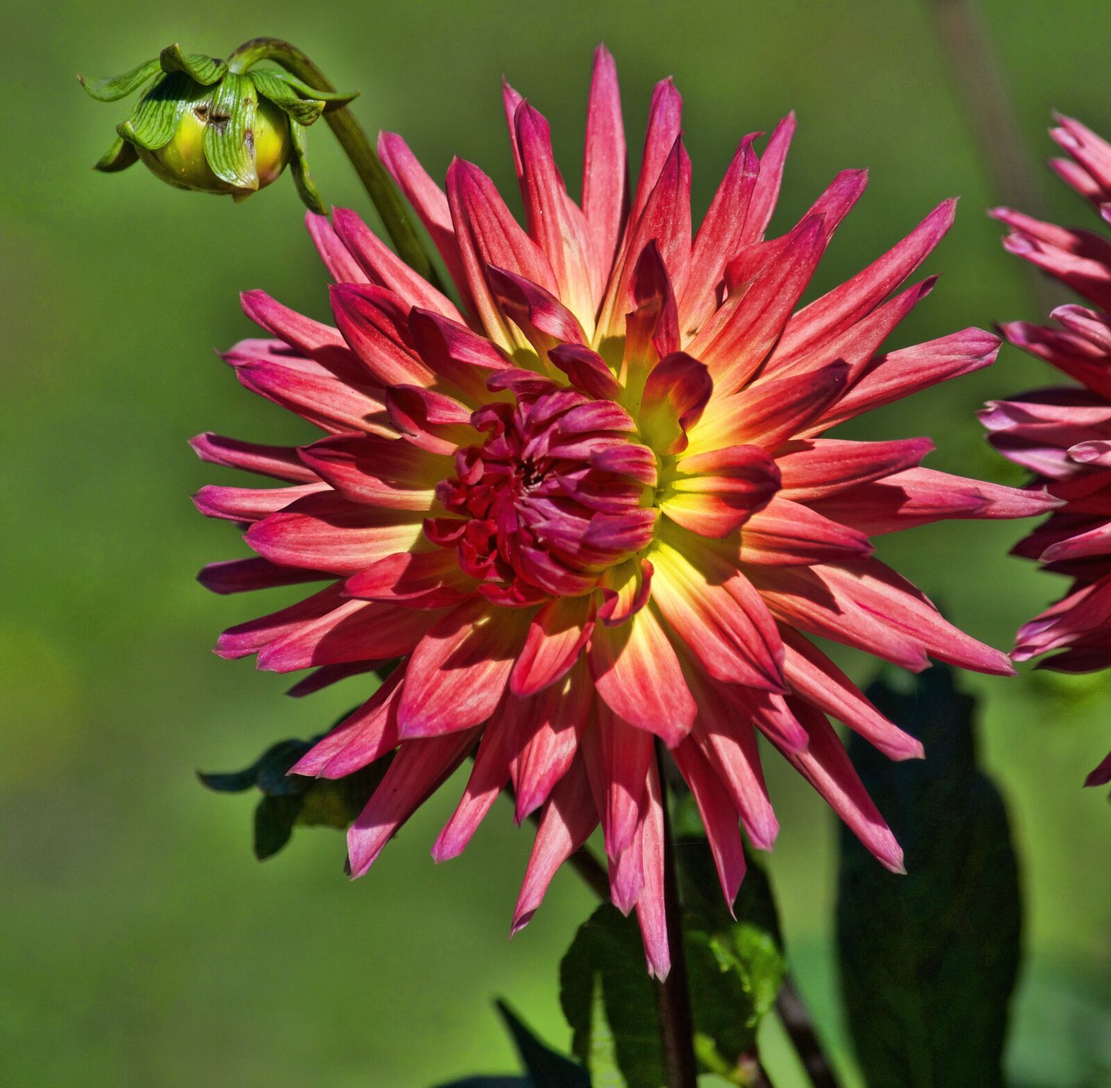 Nikon D5100 sample photo. Dahlia, flower, lovers, flower photography