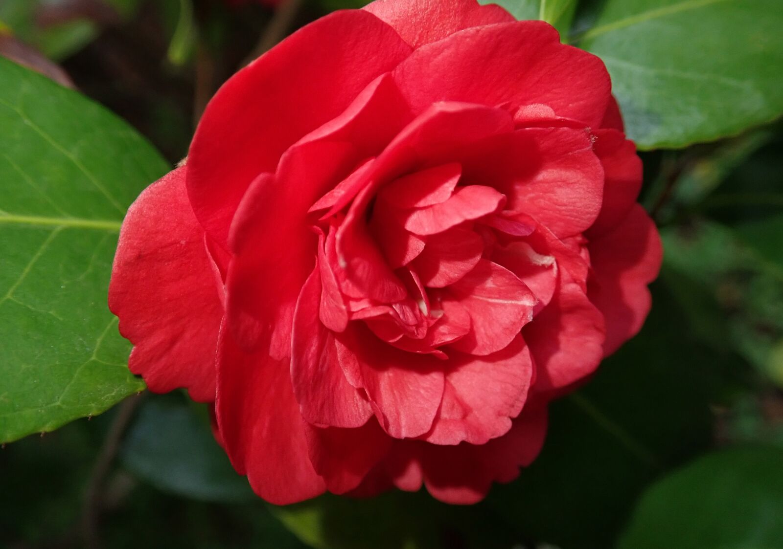 Olympus TG-5 sample photo. Flower, camellia, red photography