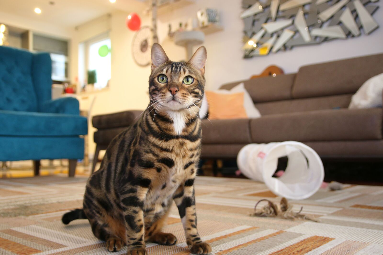 Canon EOS 70D sample photo. Furry, hair, adorable photography