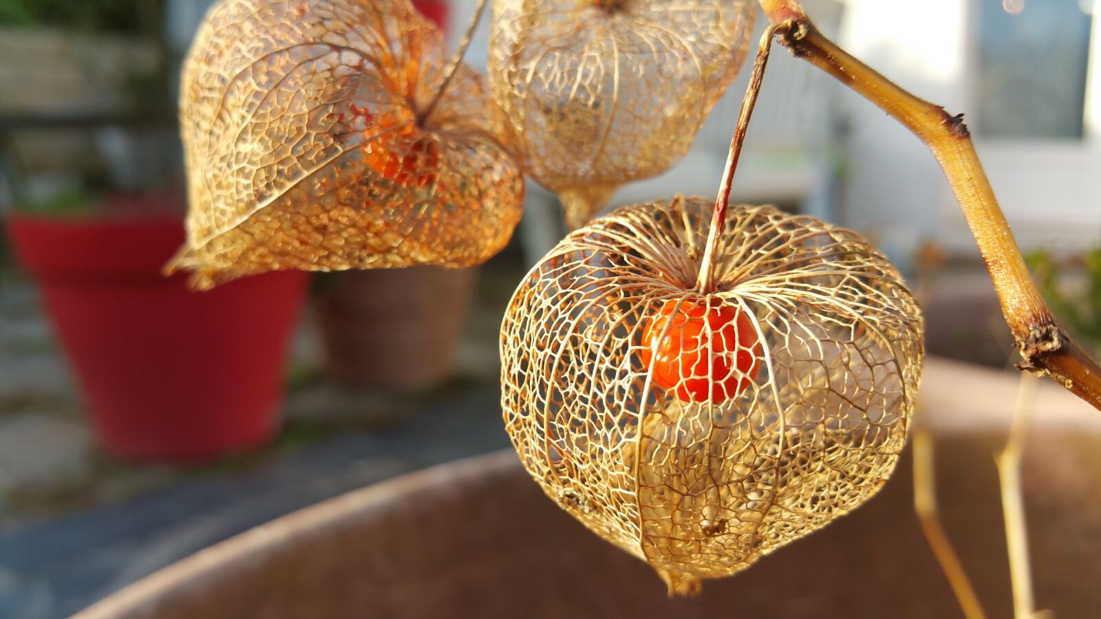 Samsung Galaxy Note4 sample photo. Love, cage, flower photography