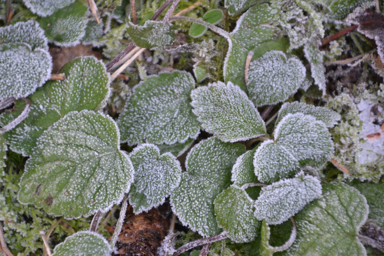 Nikon D3100 sample photo. Hoarfrost, cold, winter photography