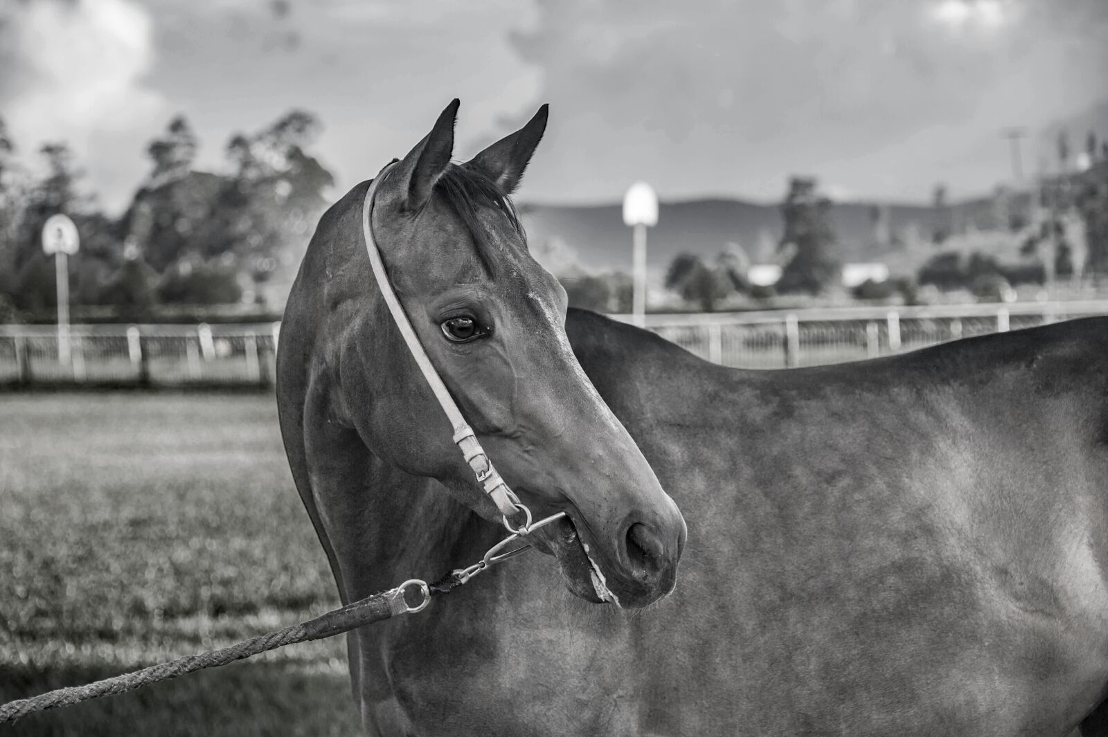 Nikon D3S sample photo. Horse, equestrian, farm photography