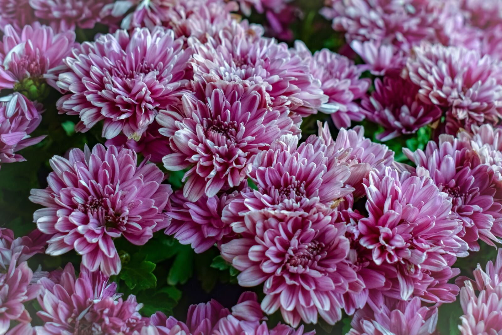 Nikon D3300 sample photo. Chrysanthemum, flowers, autumn photography