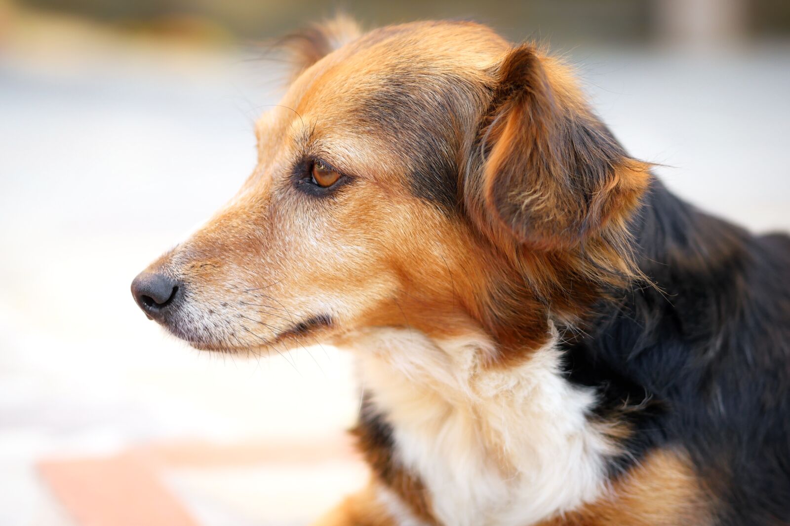 Panasonic Lumix DMC-GX8 sample photo. Dog, animal, cute photography