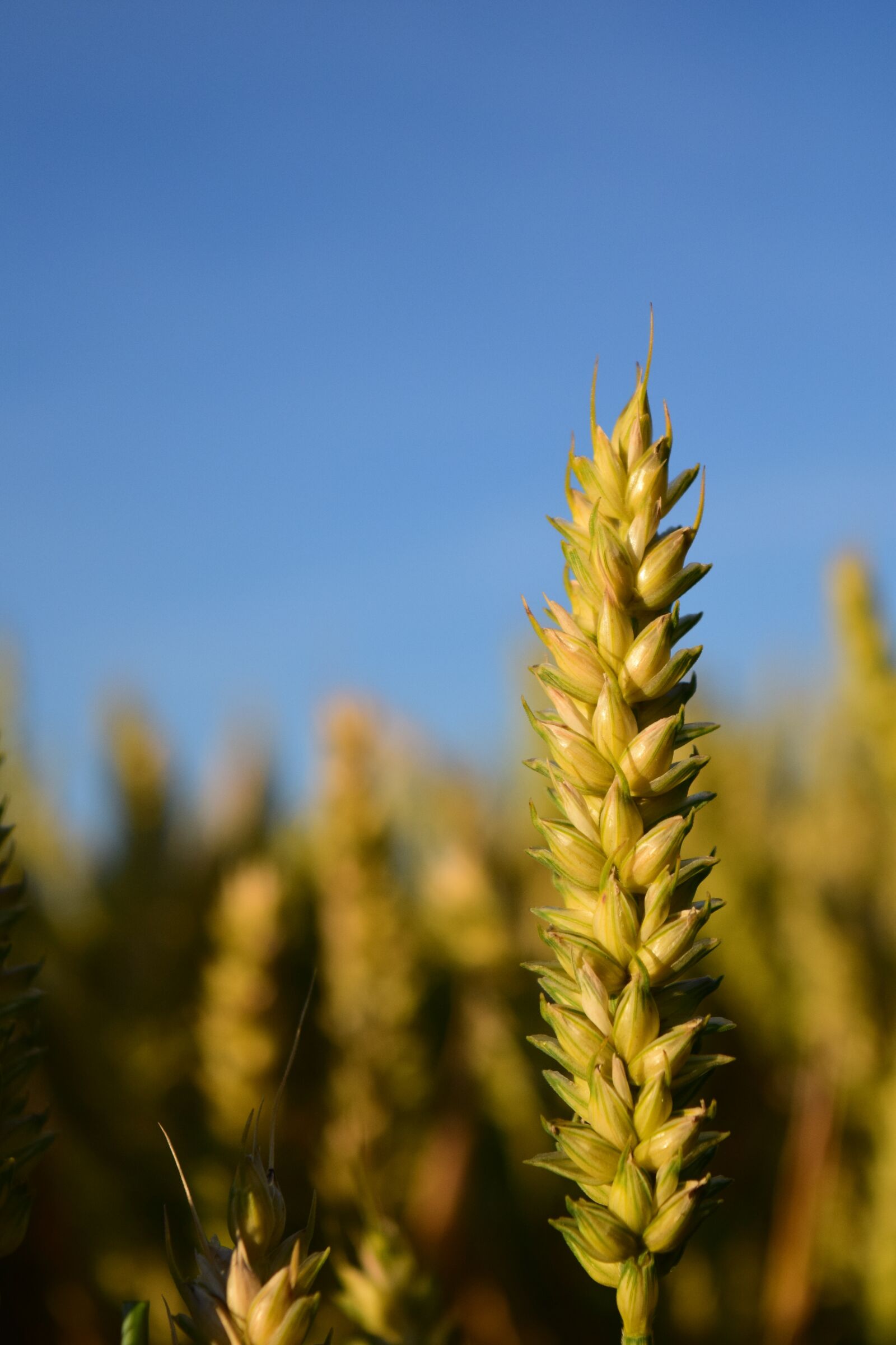 Nikon D3300 sample photo. Wheat, grain, cereals photography