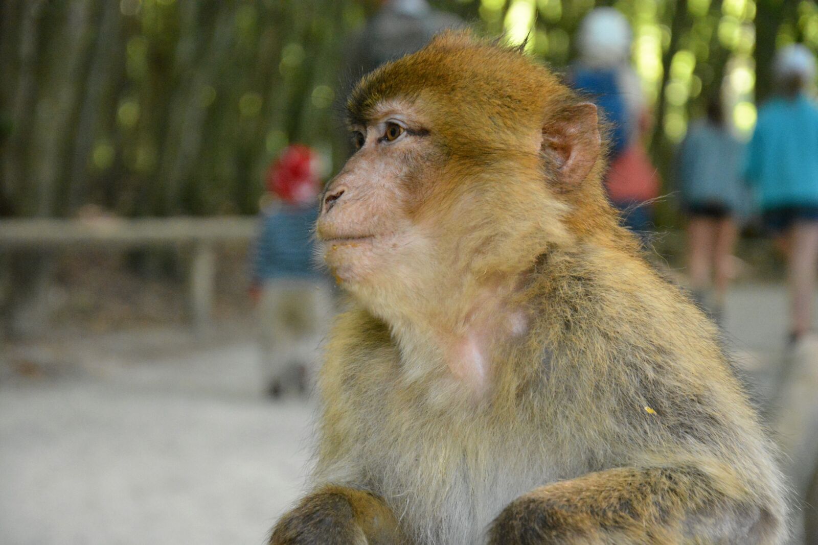 Nikon D5200 sample photo. Monkey, monkey mountain salem photography