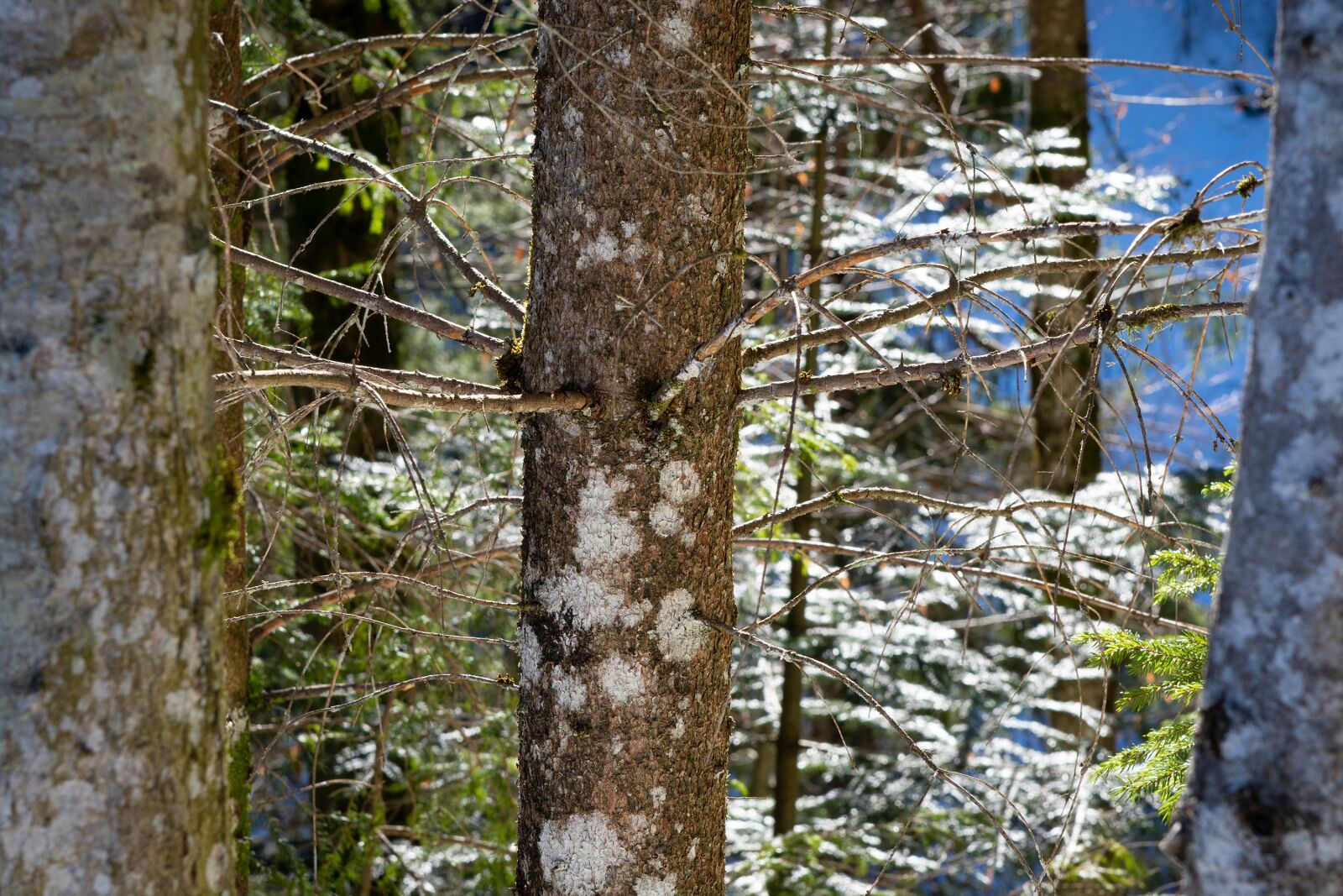 Nikon D7100 sample photo. Tree, log, nature photography