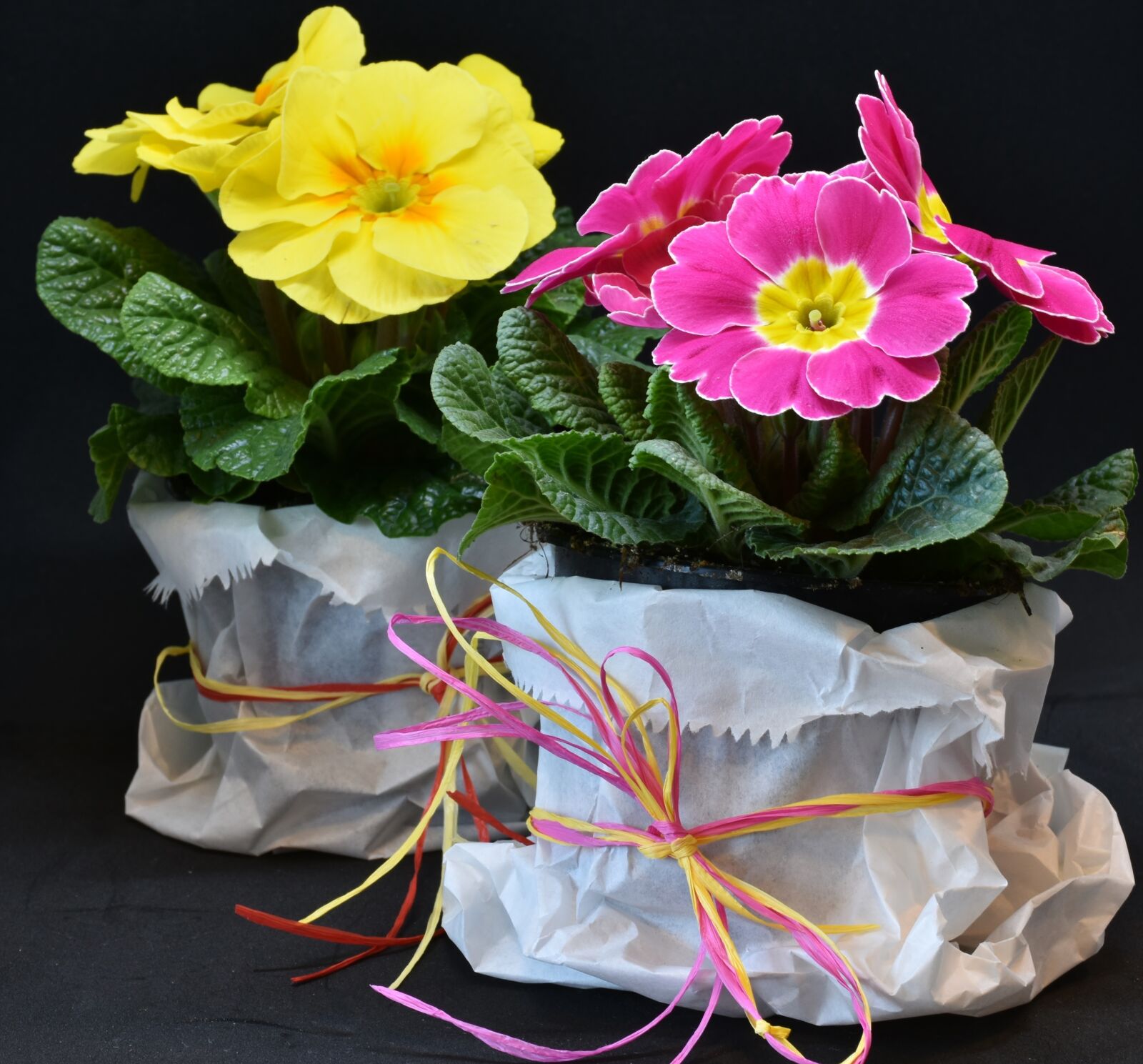 Nikon D7200 sample photo. Primroses, primula vulgaris hybrid photography