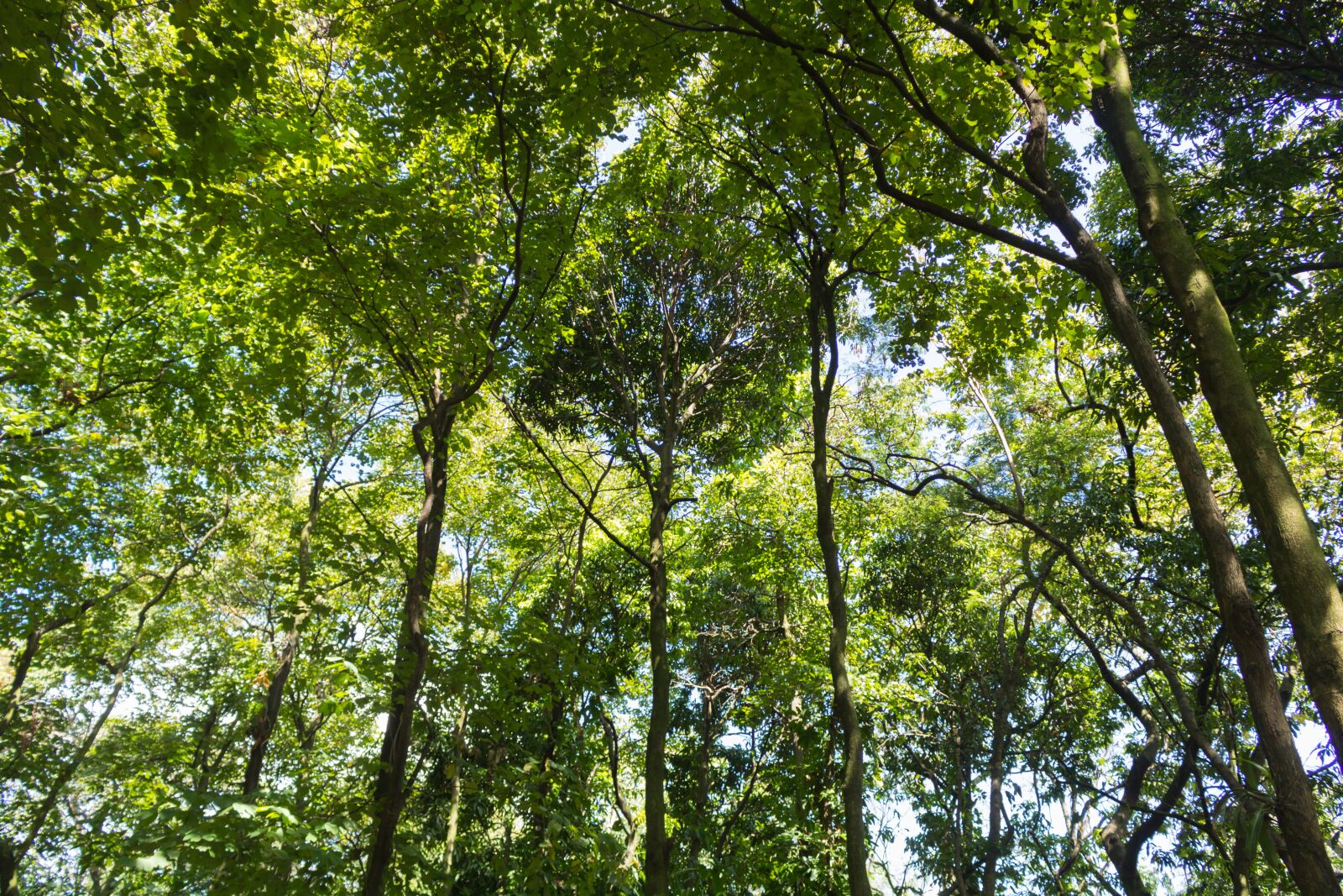 Canon EOS 750D (EOS Rebel T6i / EOS Kiss X8i) sample photo. Trees, forest, nature photography
