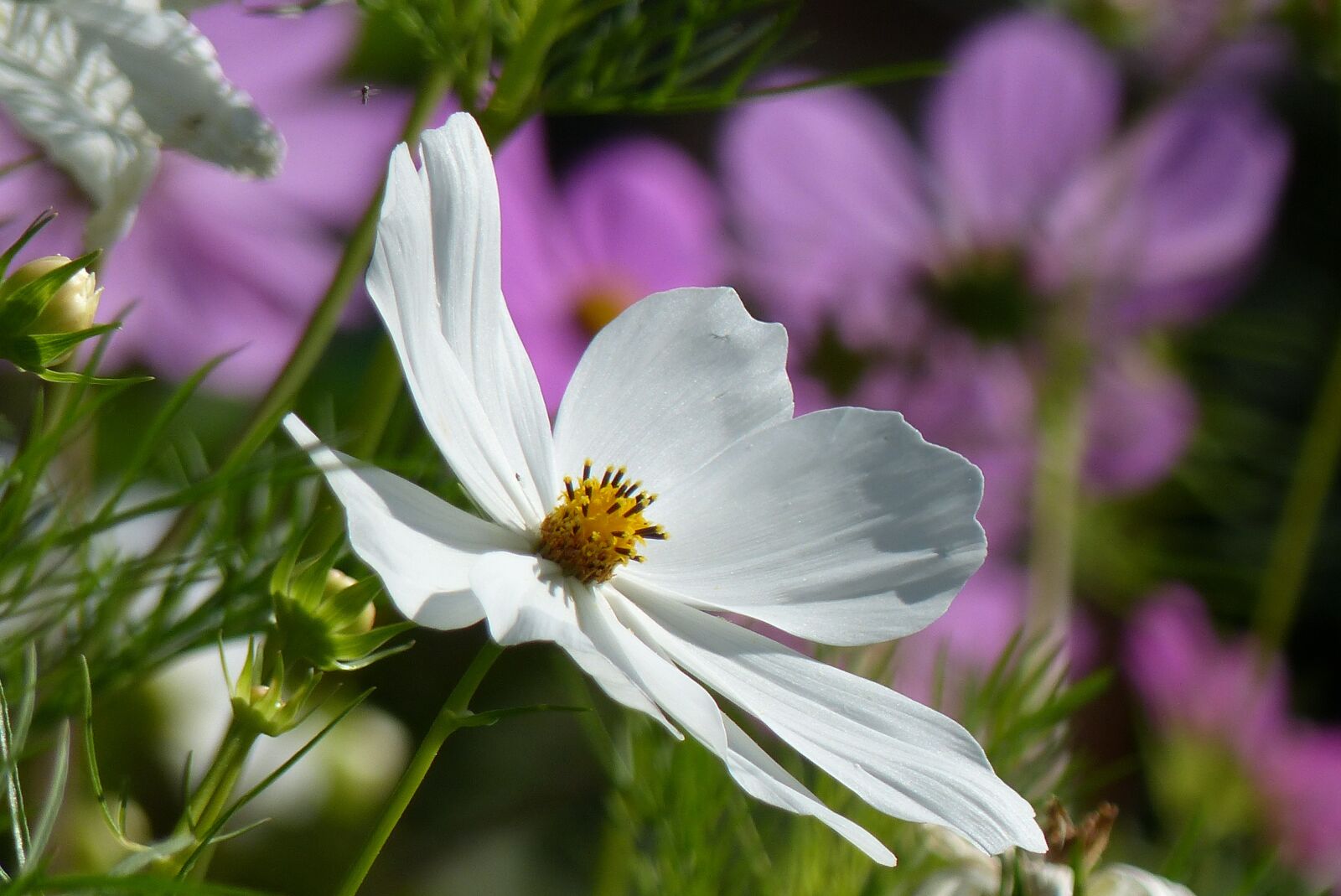 Panasonic Lumix DMC-FZ200 sample photo. Flower, cosmos, botany photography